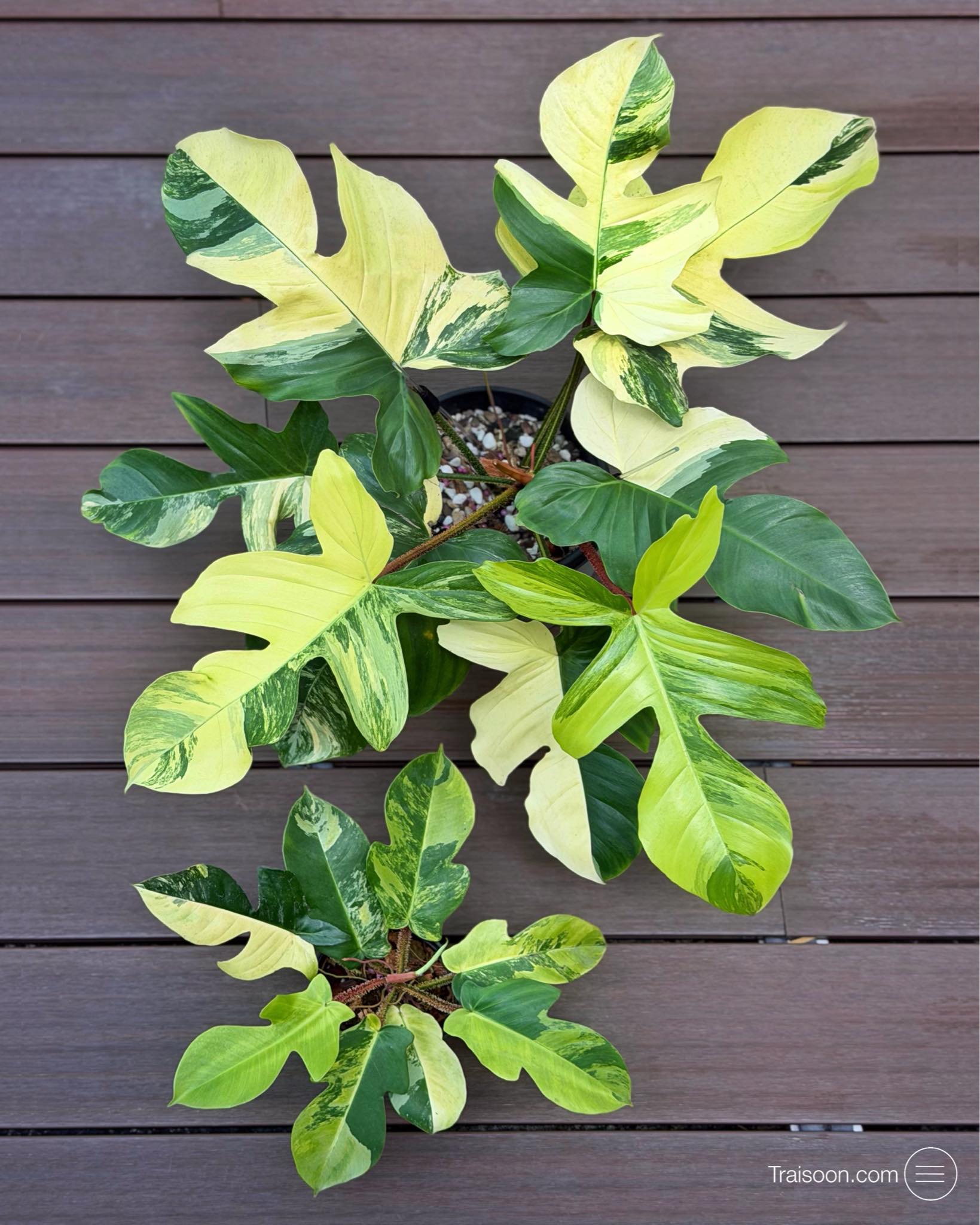 Philodendron Squamiferum Variegated. 🌱🌿