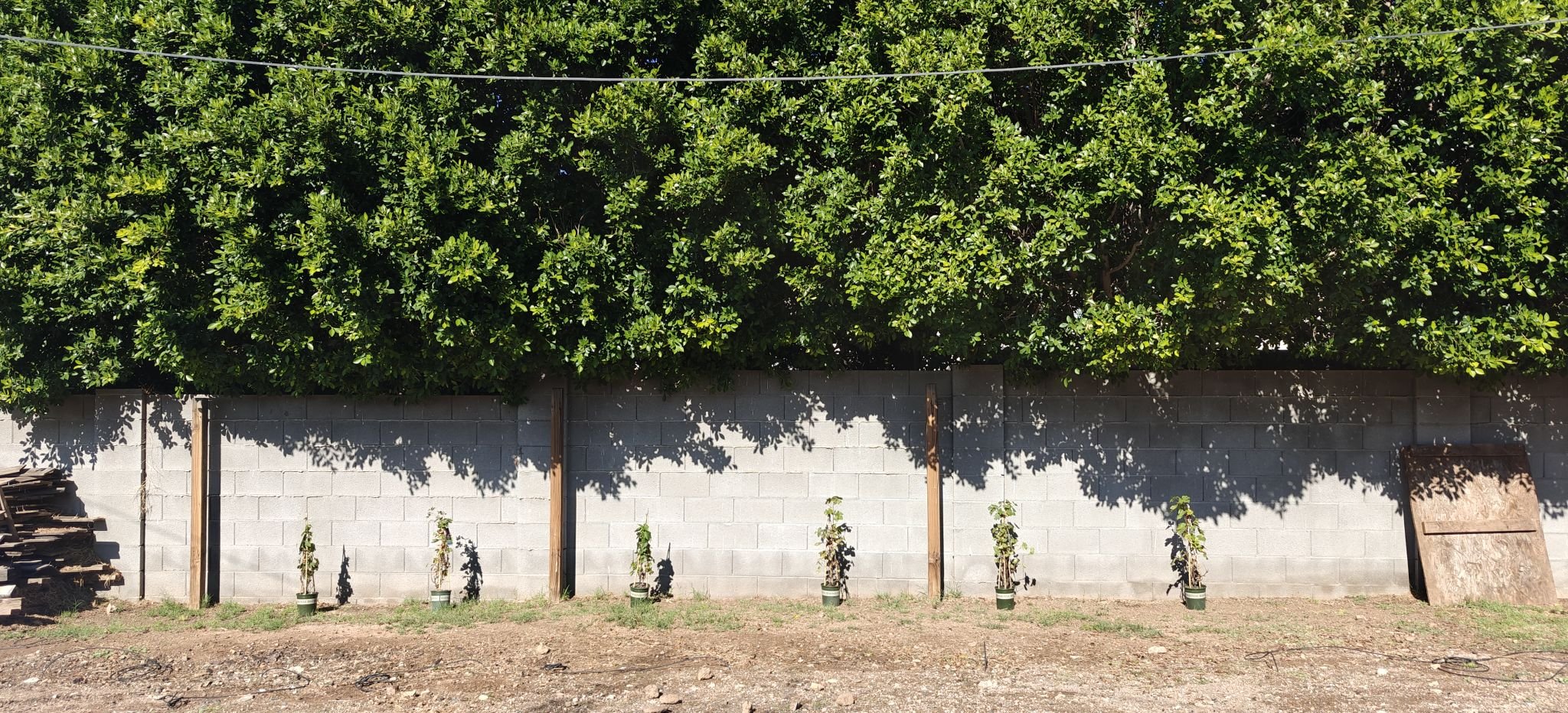 Is 1-1.5 feet from a south-facing wall a good spot for grape vines