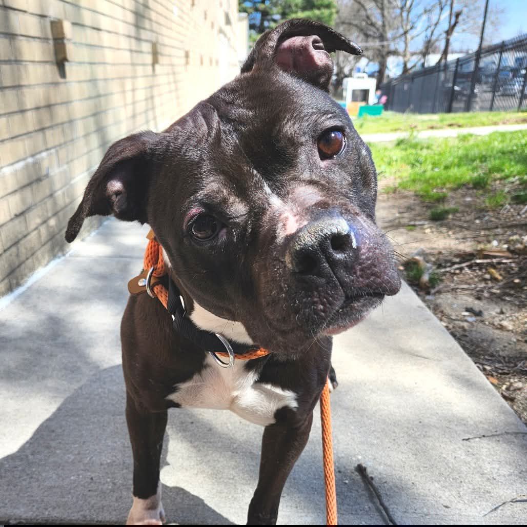 URGENT Acct Philly 🆘‼️This handsome boy Onyx needs a rescue