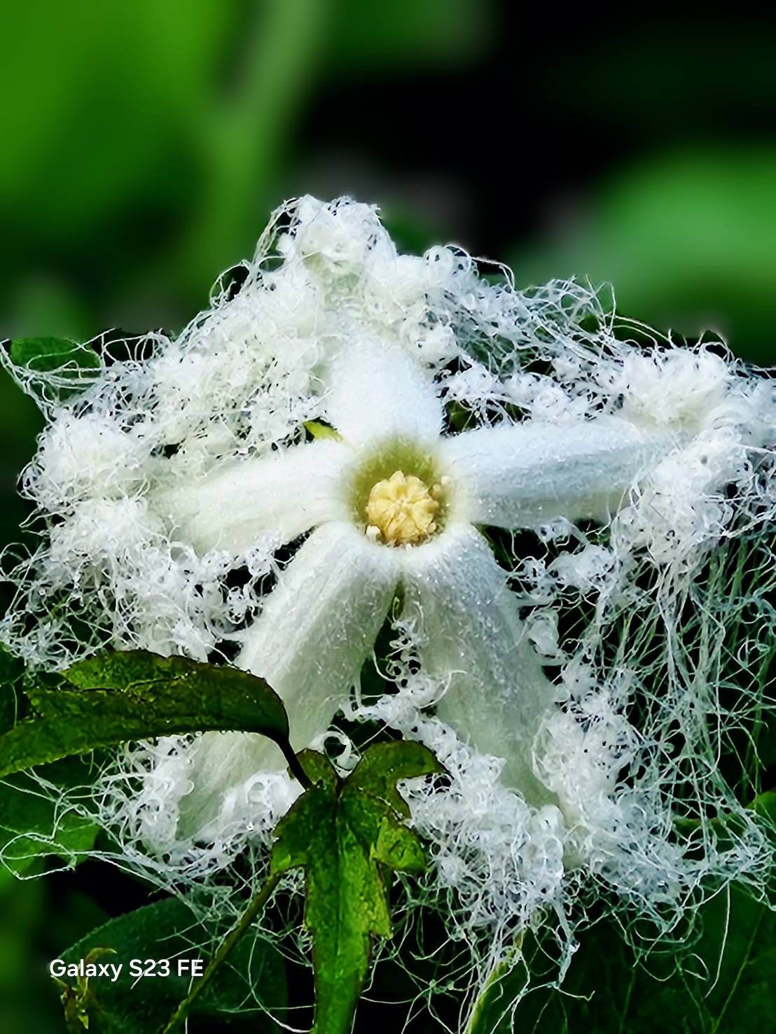 🌿🤍夏の夜に咲く花🌿💕