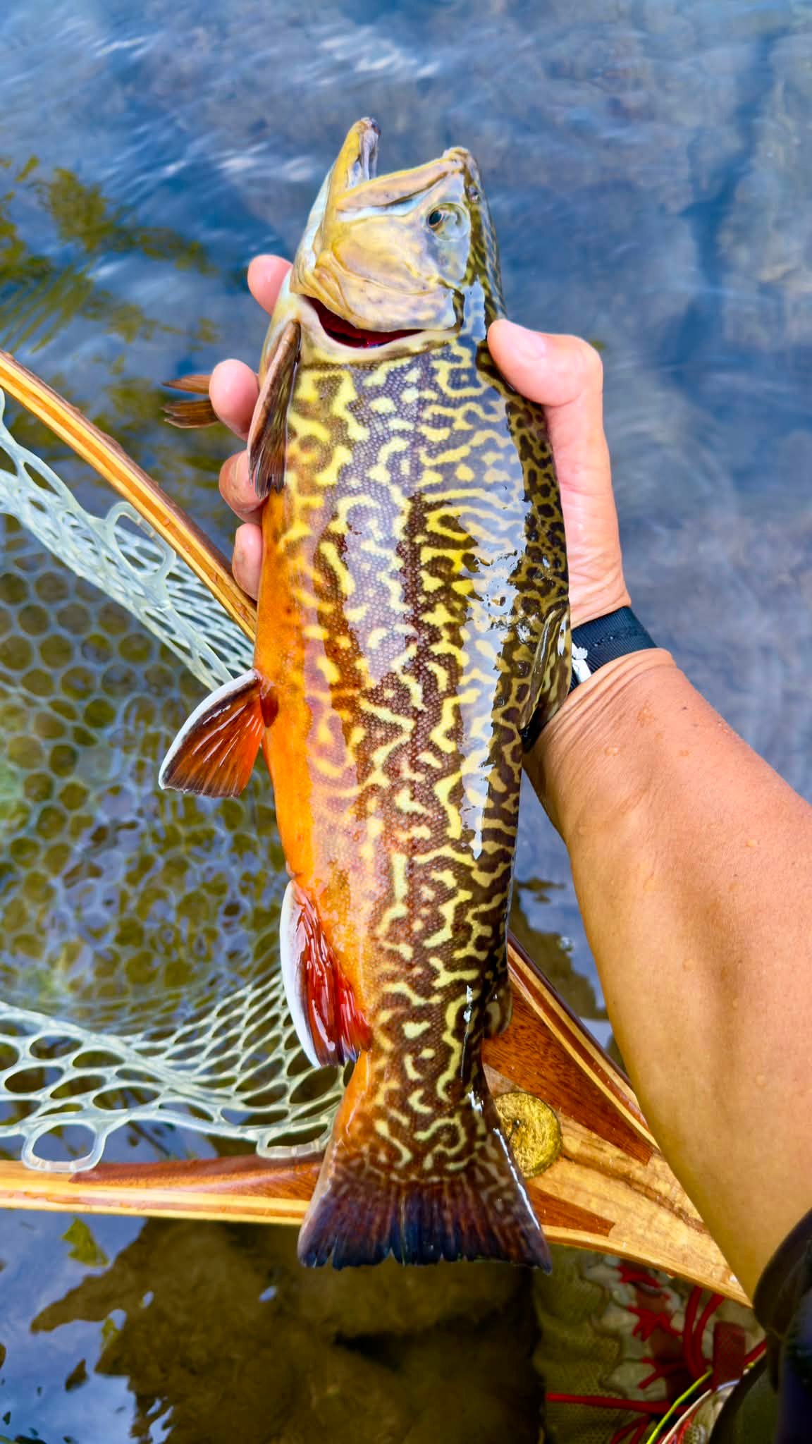 classic style fly reels Retro Trout Reel | ZHUSROD baitfeeder a curved reel Model:#5-6 Bronze Blue Planet Filter Pack