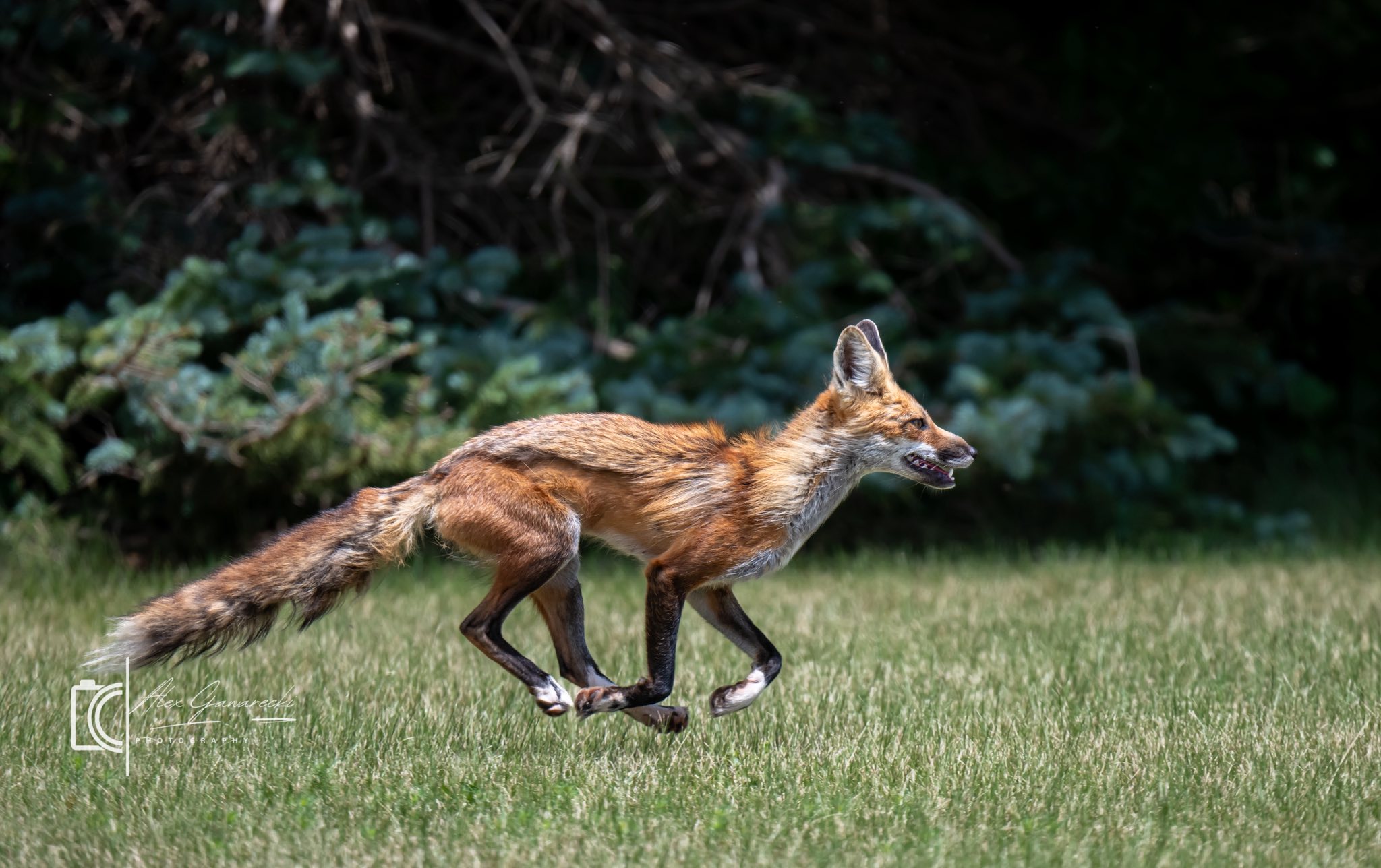 レッドフォックス Red fox with white socks spotted in Pipestone, MN