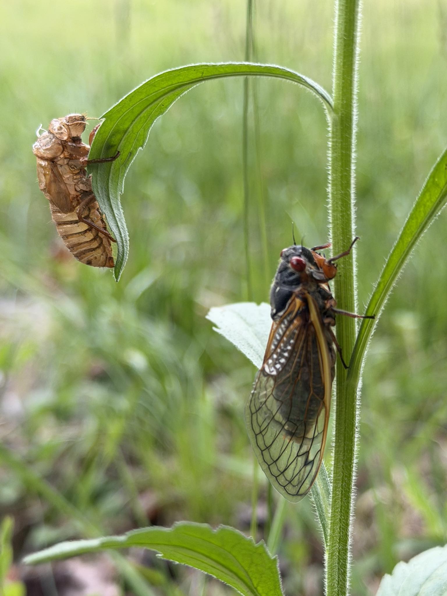 Cicada season. Madison County