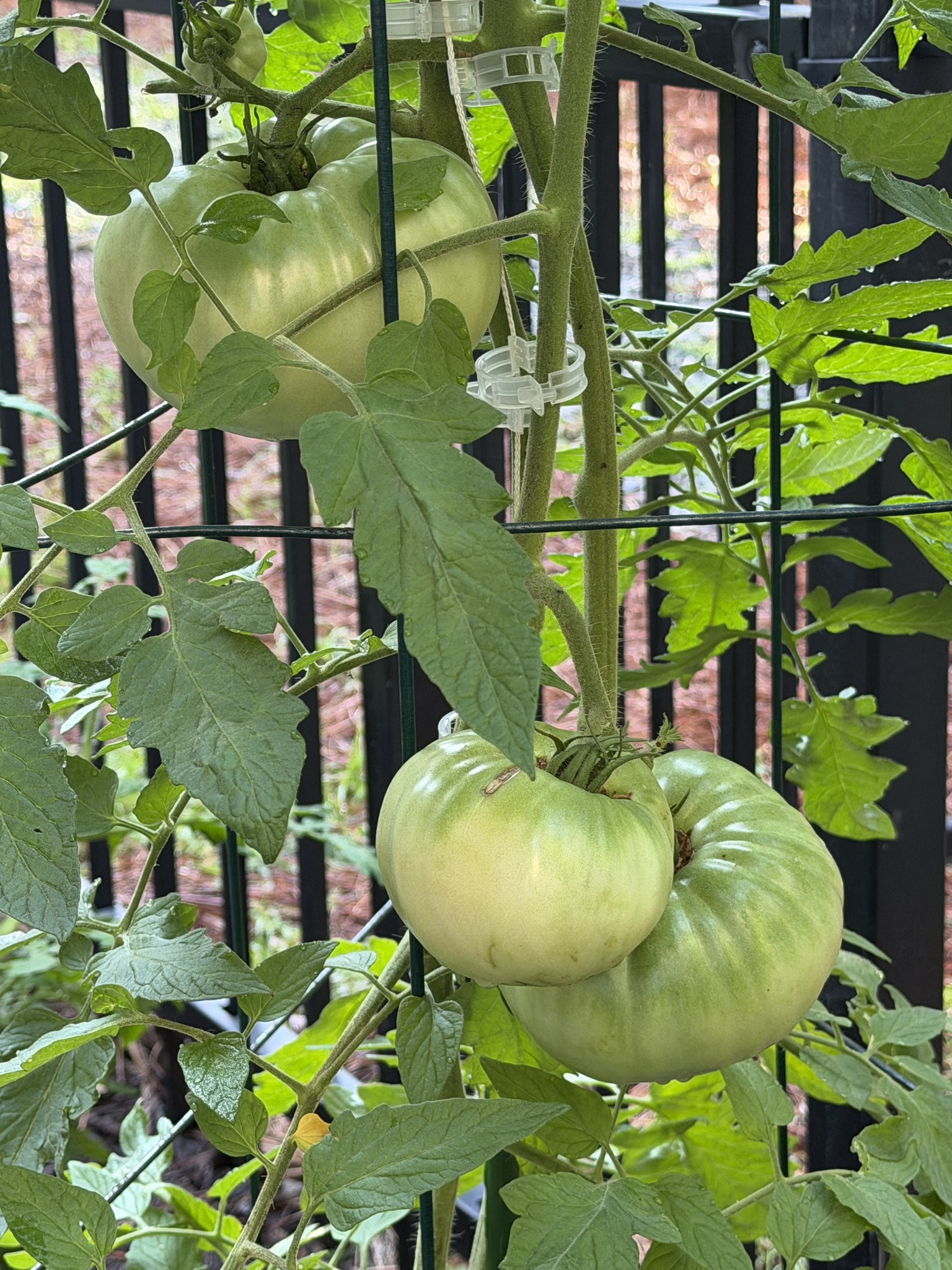 Why are my homegrown tomatoes in Atlanta so flavorless?