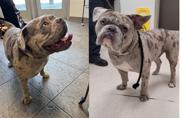 English Bulldog Brian needs urgent rescue at West Los Angeles Shelter