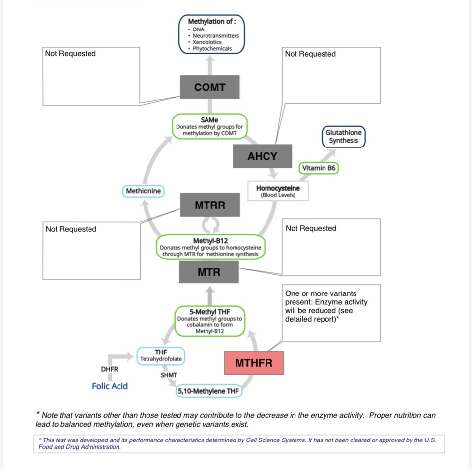 mthfr gene glutathione mutation and What is MTHFR?  Seeking Health Converging Evolutionary, Environmental and Clinical  mthfr gene glutathione Plays An