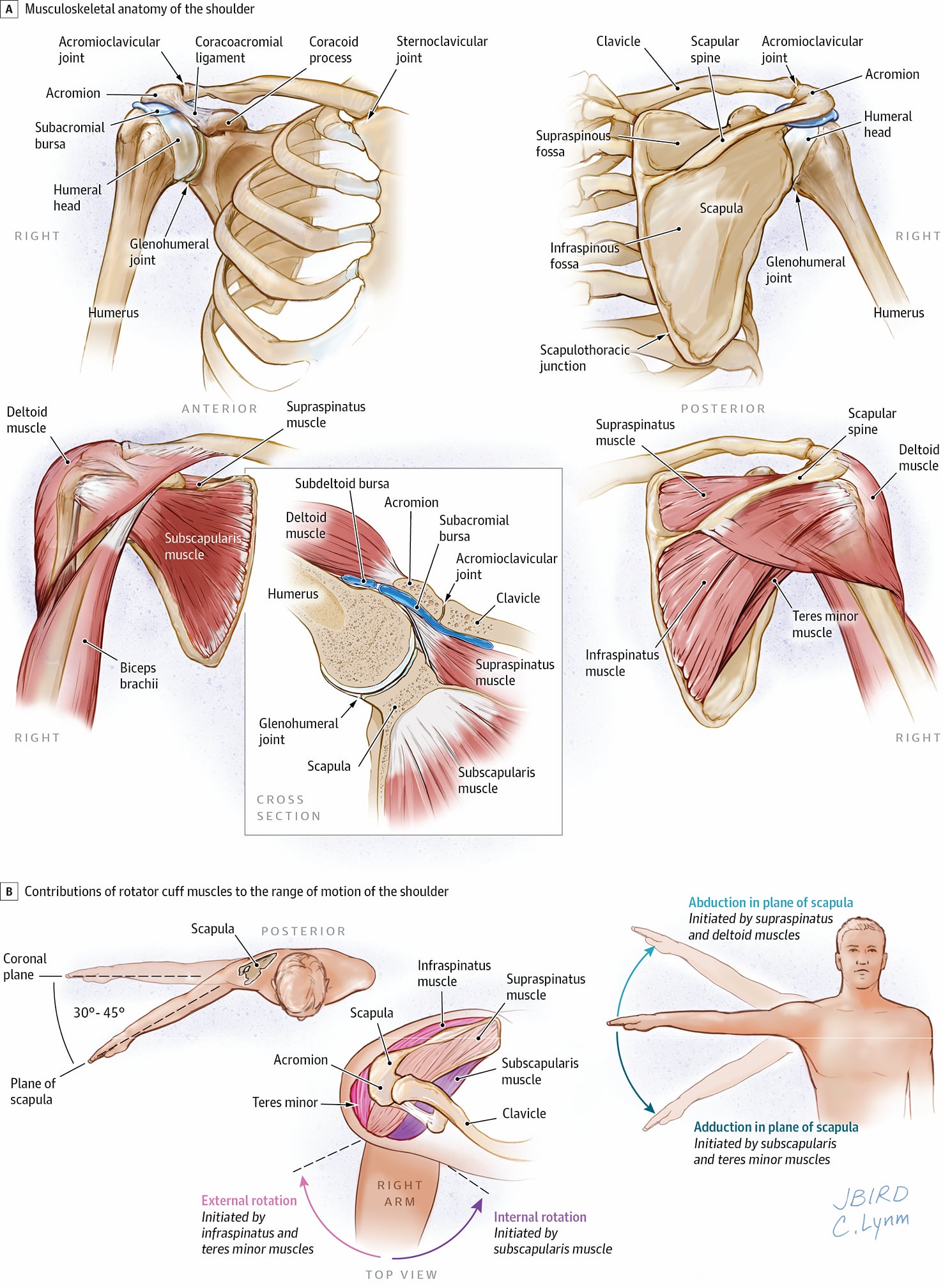 Healthy Street - A great infographic of musculoskeletal anatomy of the ...