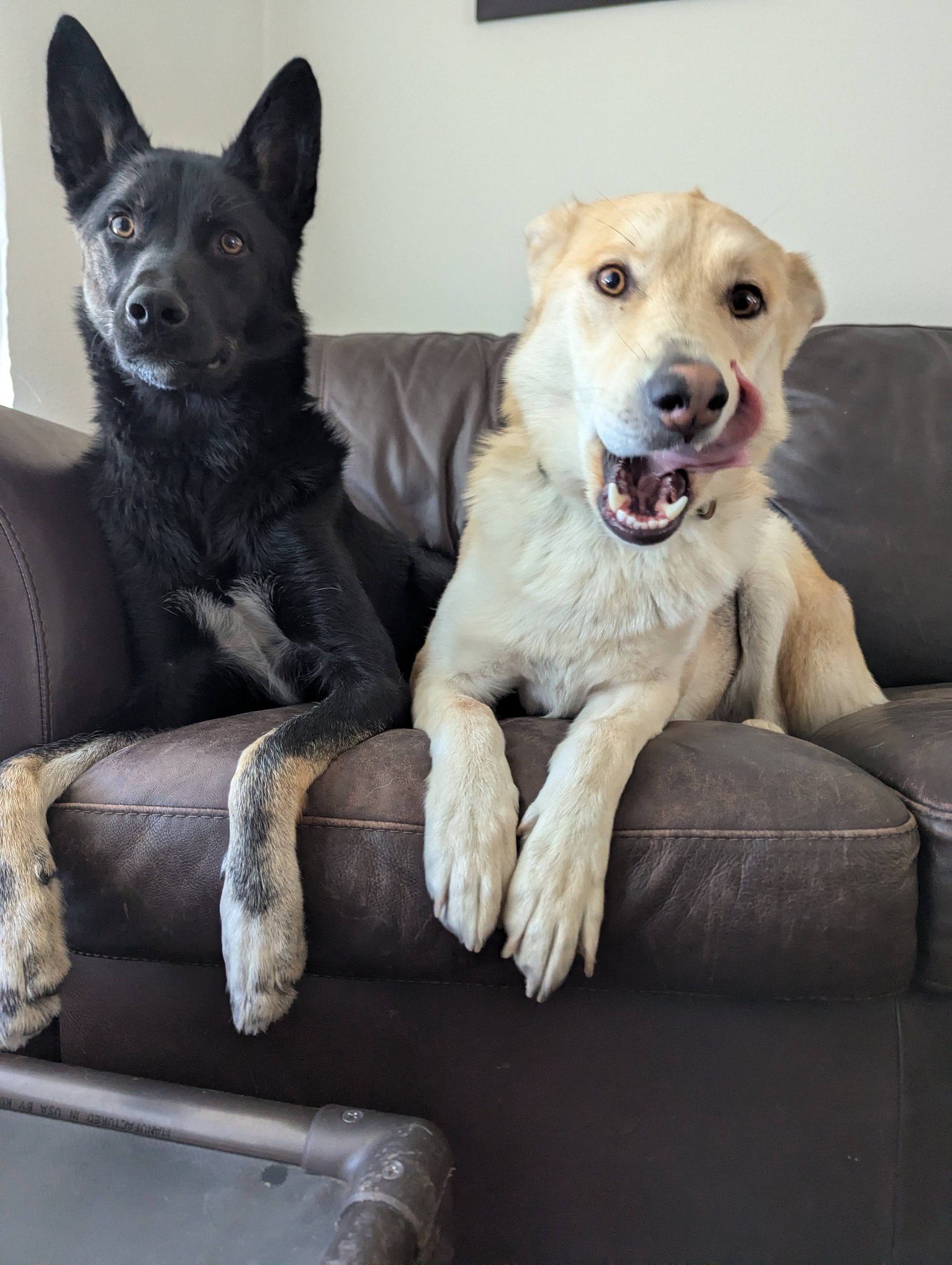 Dog's breed identity surprises owner