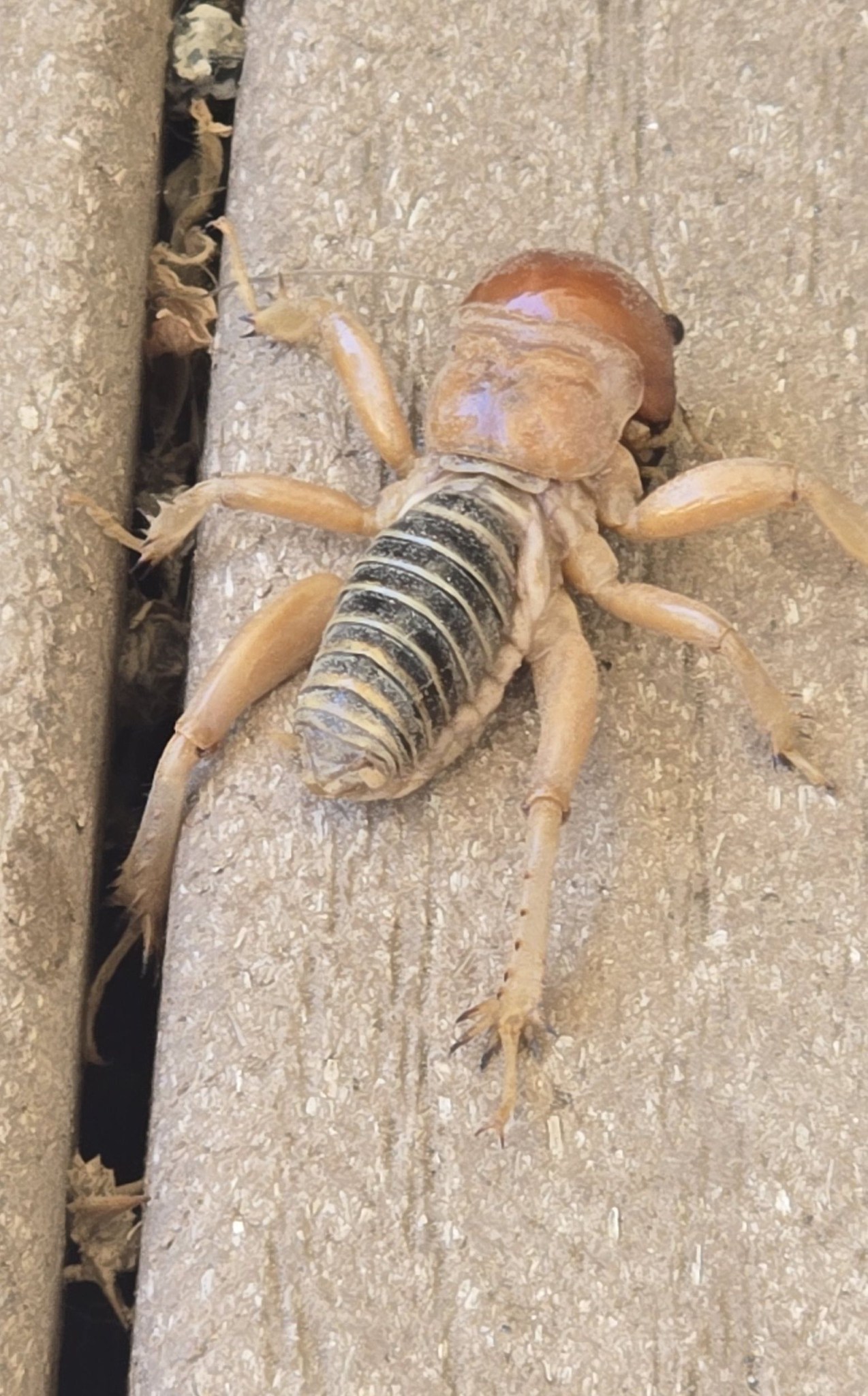 OMG this bug was in my house 😏 What the heck is it? 🧐