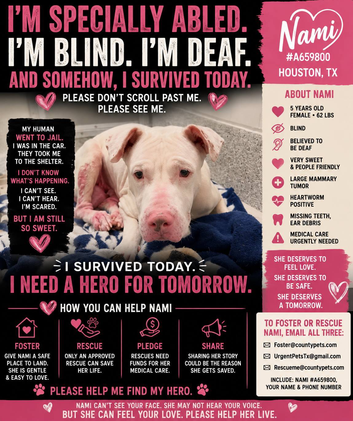 FRIENDS - IT'S POSSIBLE THAT BROCK IS DEAF. NYCACC IS GOING TO