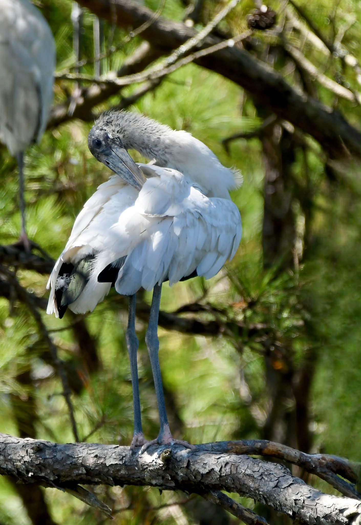 A Wood Stork preening outside of Sunset Beach, NC on 9/14/26.