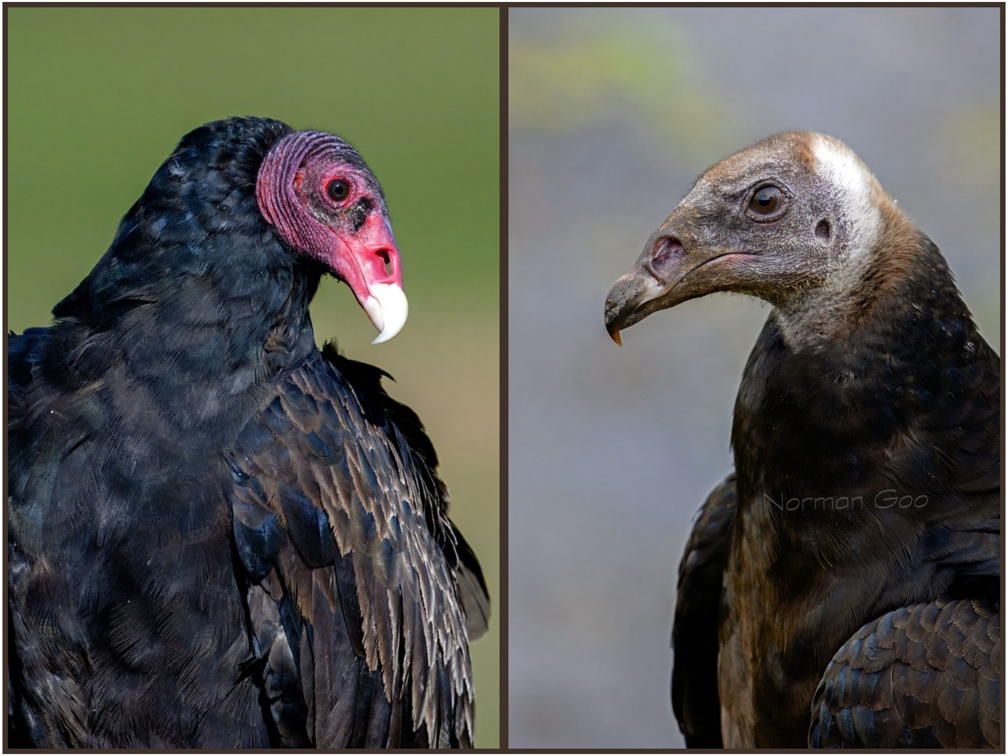 Turkey vultures at Delta Ponds in Eugene