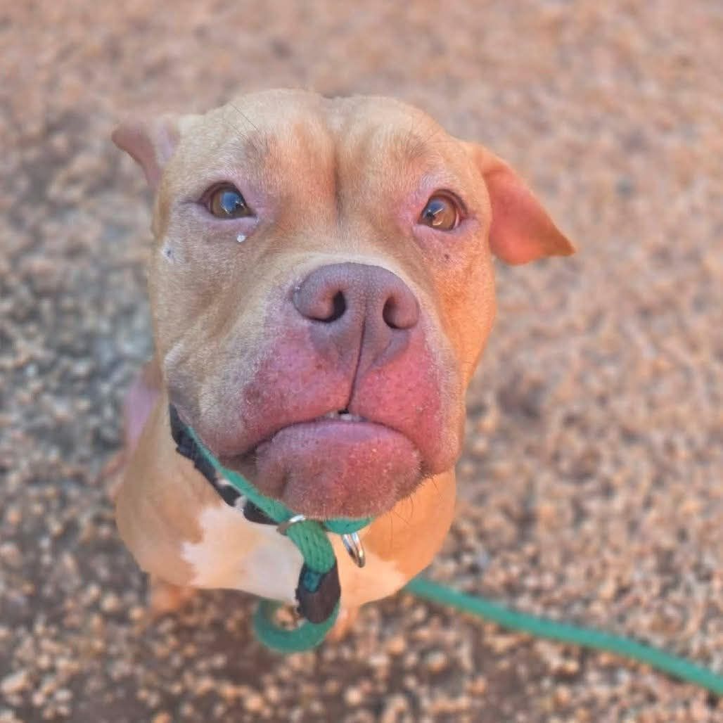 Dogs at risk of euthanasia in Philadelphia