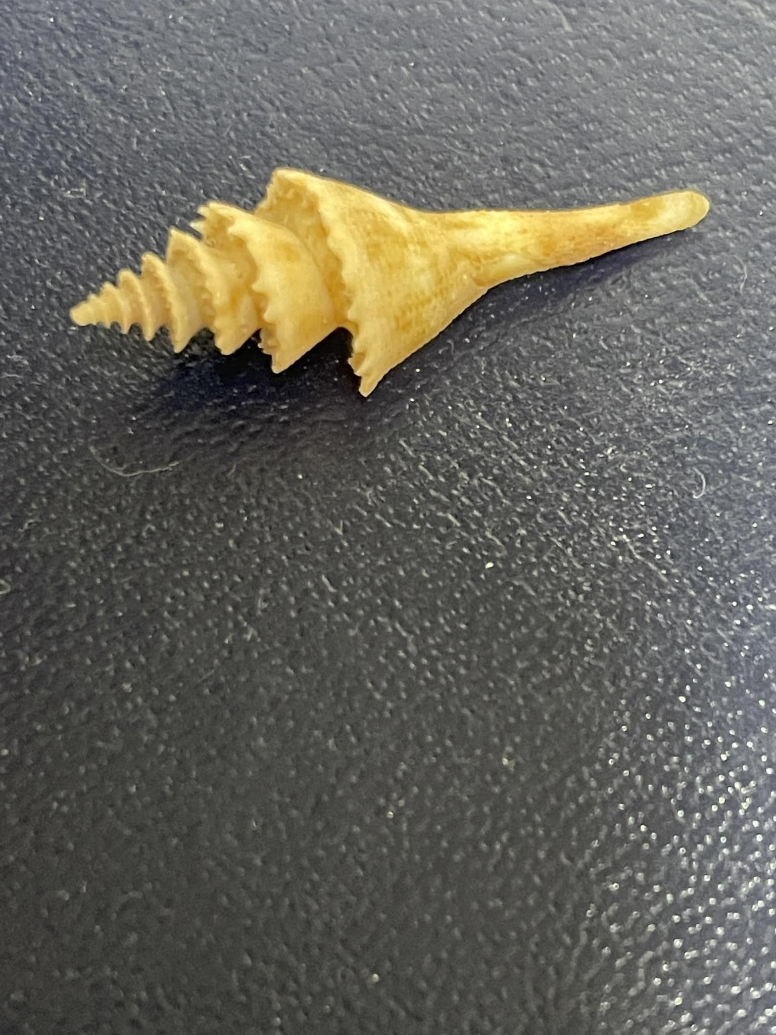貝殻 Coluzea Groschi Identify shell species and its worth?