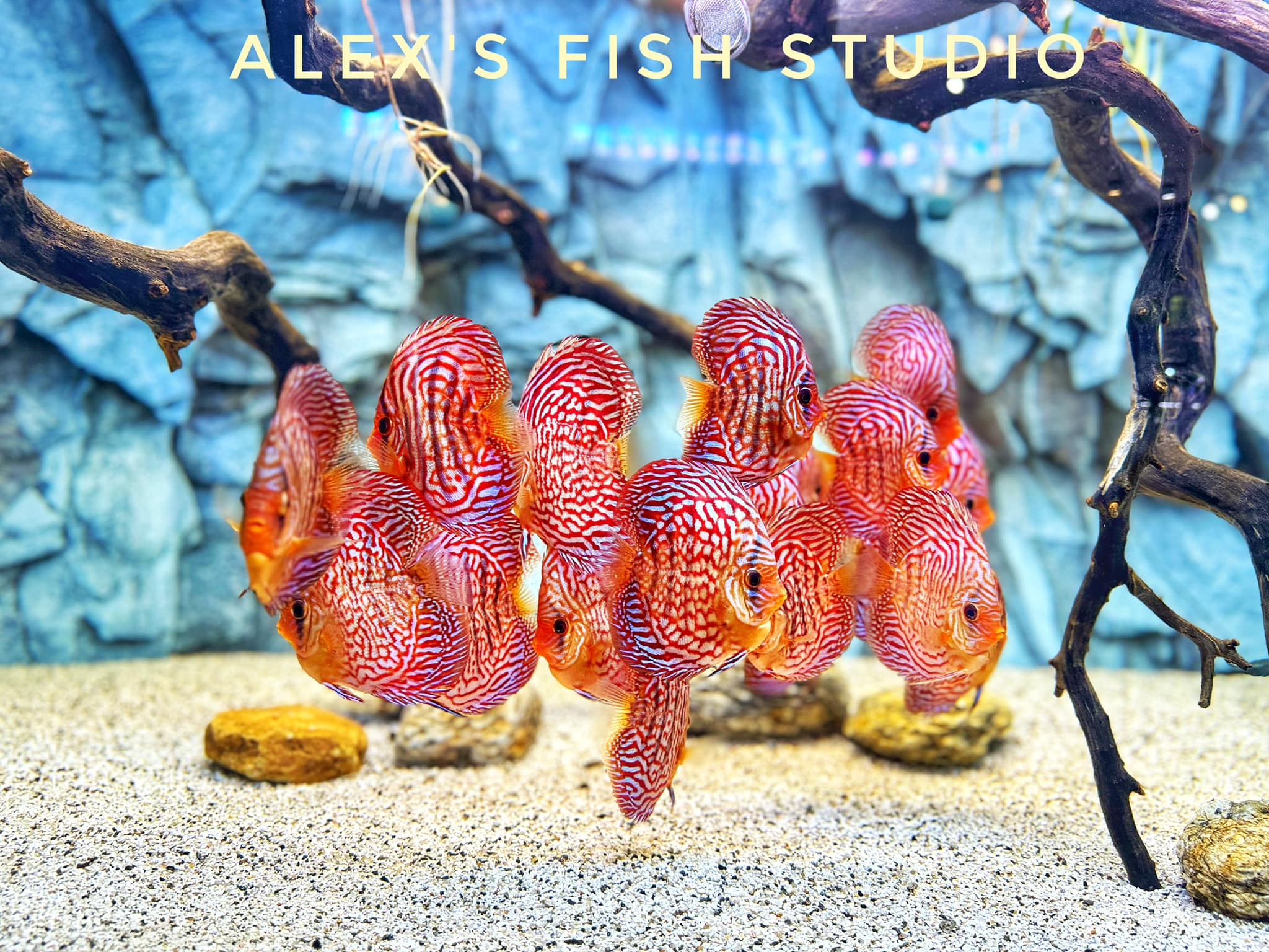 Alex’s Fish Cung Cấp Cá Dĩa - Pleco - Altum SG