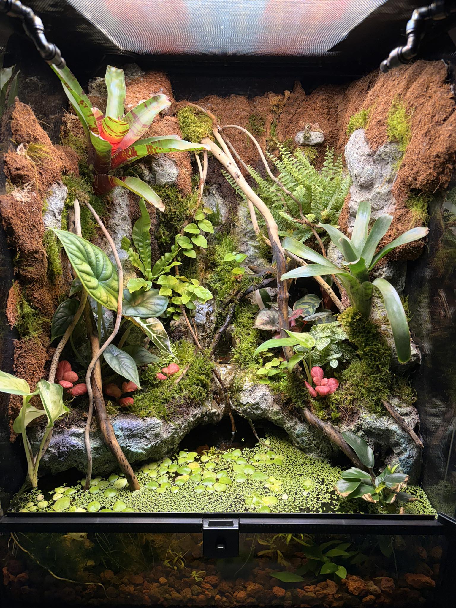 bonsai on the rock