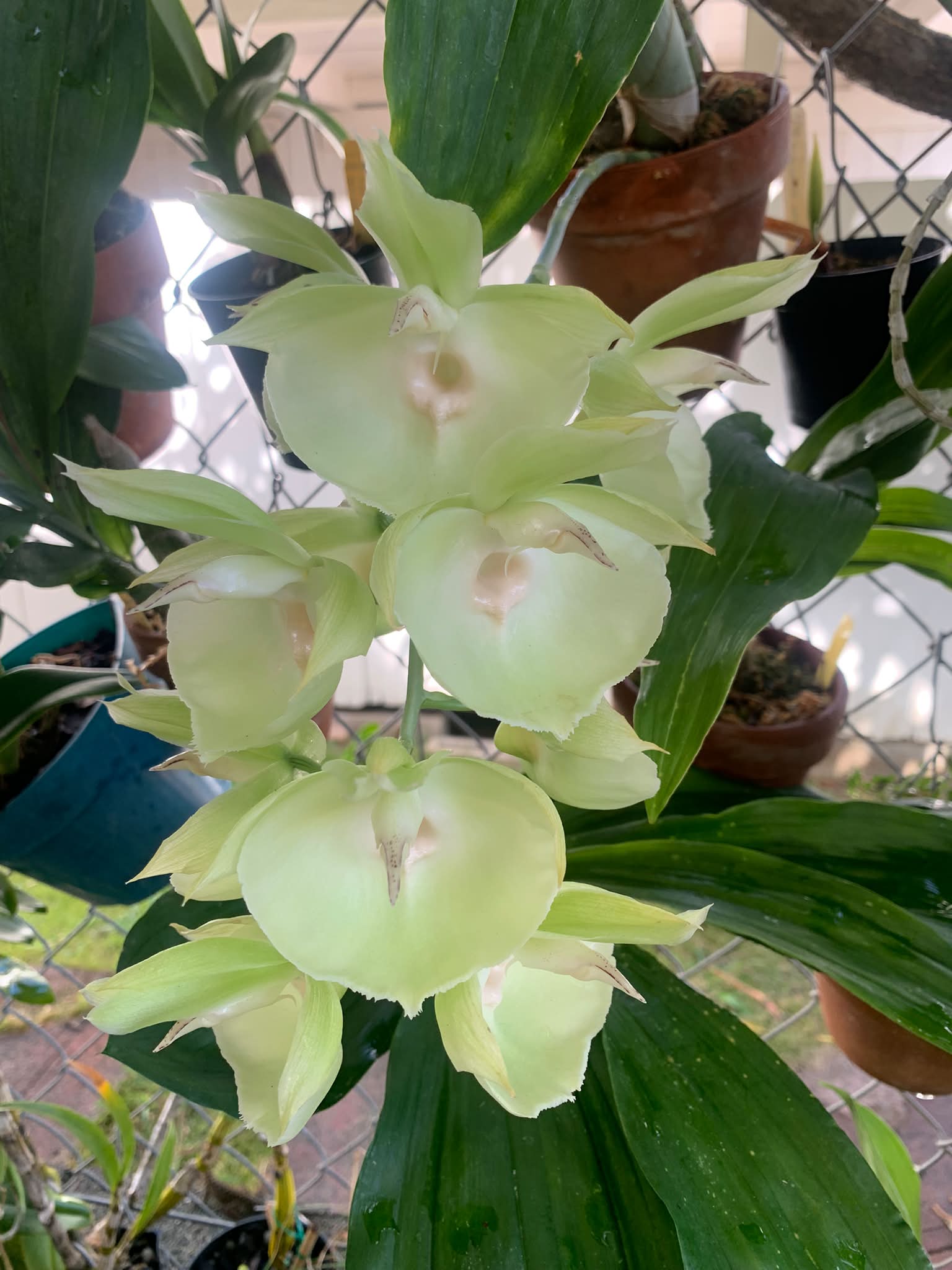 Catasetum Orchidglade Jack of Diamond