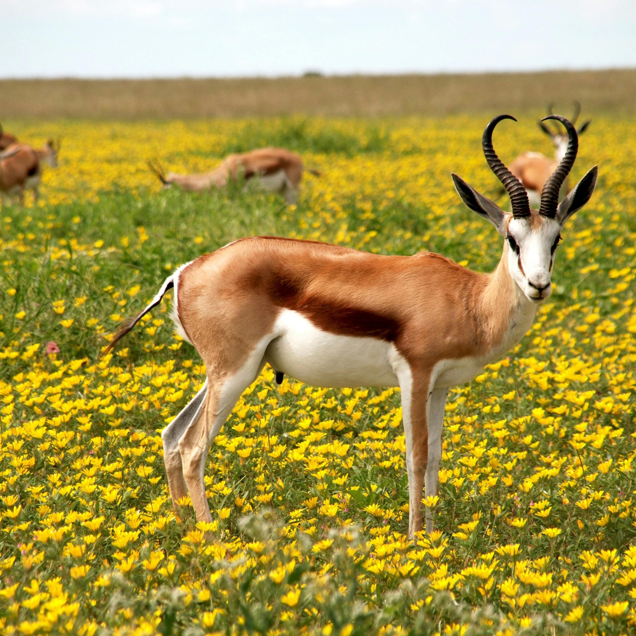 Greatest Africa - 🦌 10 Amazing Facts About the Springbok,... | Facebook