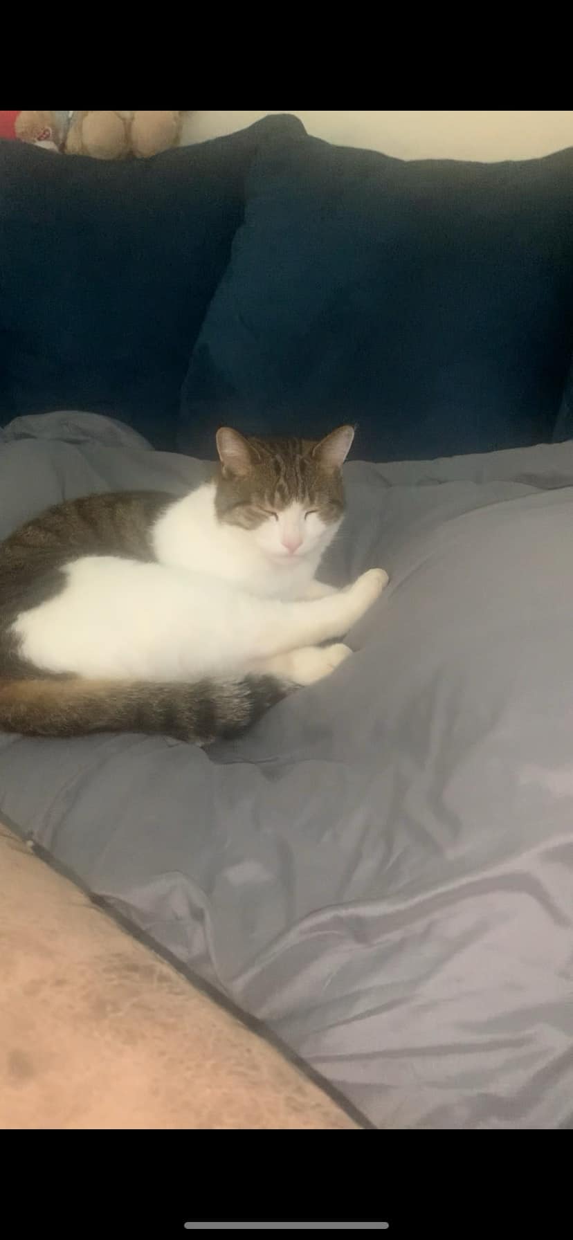 Missing 2-year-old neutered cat with blue flea collar