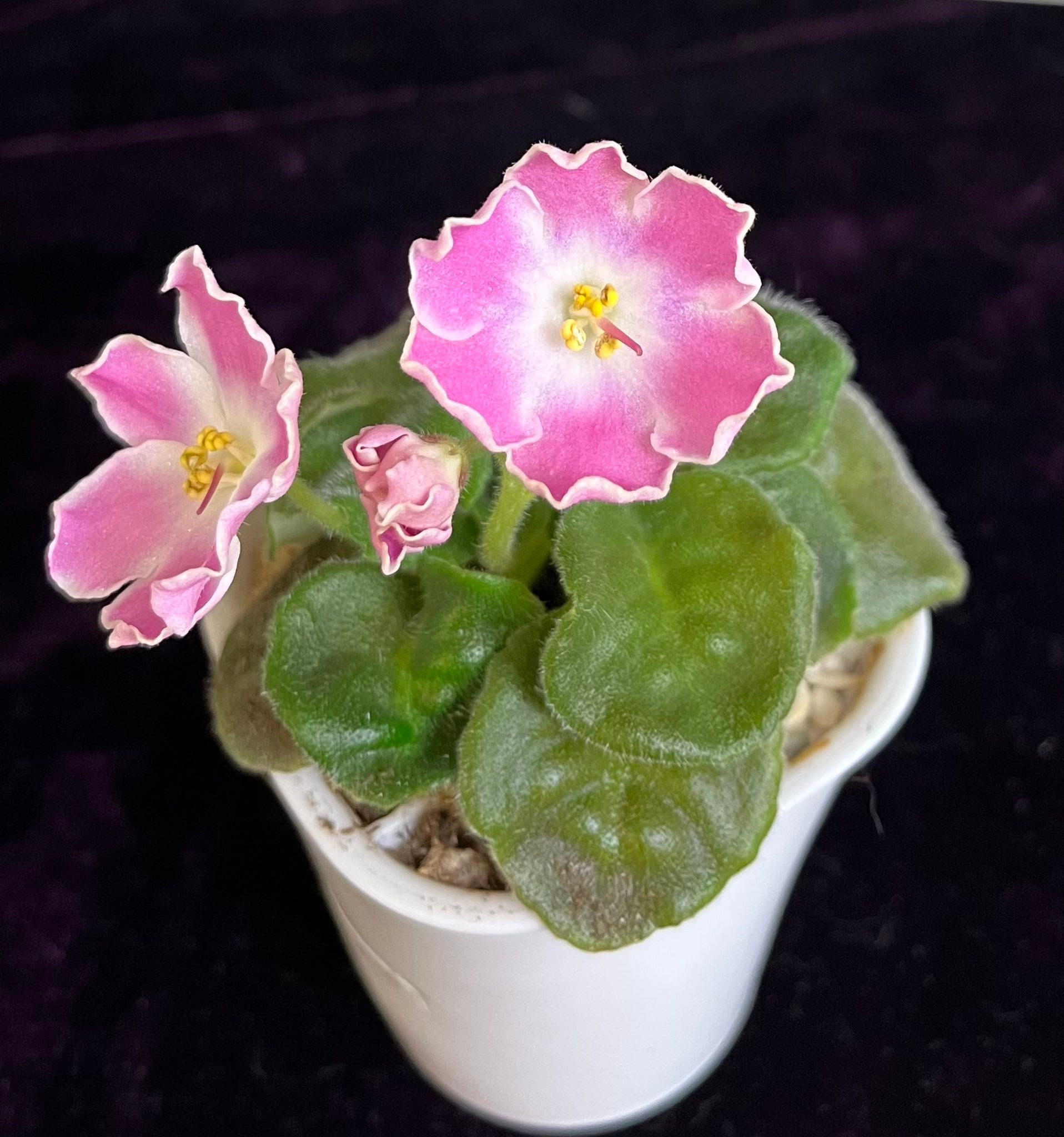 DS-Shining Bell Pink🌸 #AfricanViolet #非洲紫羅蘭