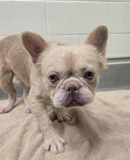 French Bulldog available for adoption at San Bernardino City