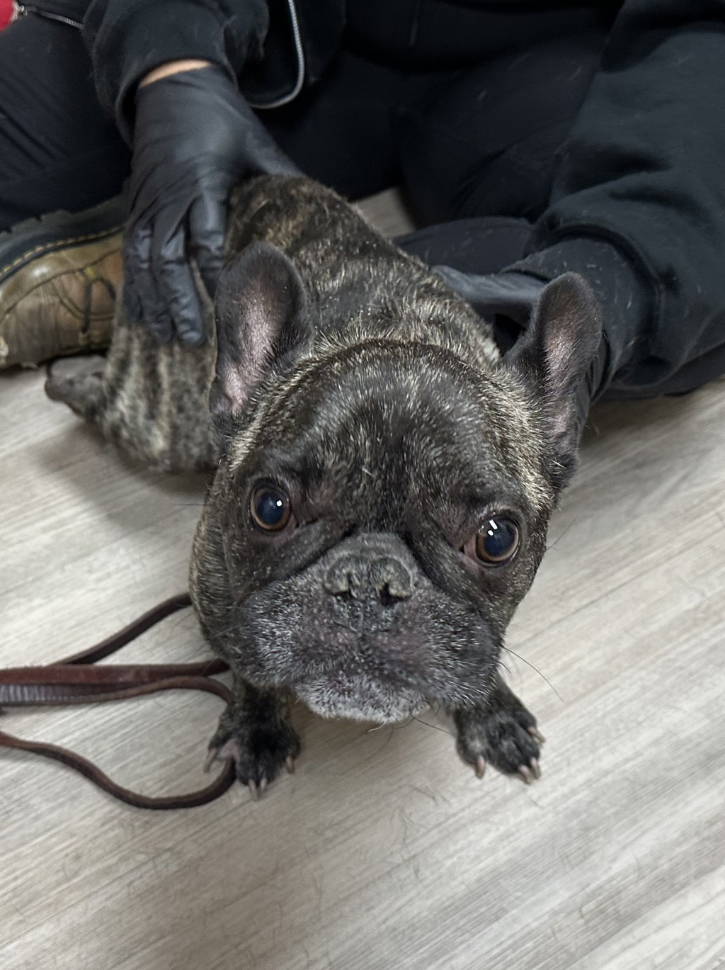 French Bulldog available for adoption at San Bernardino City