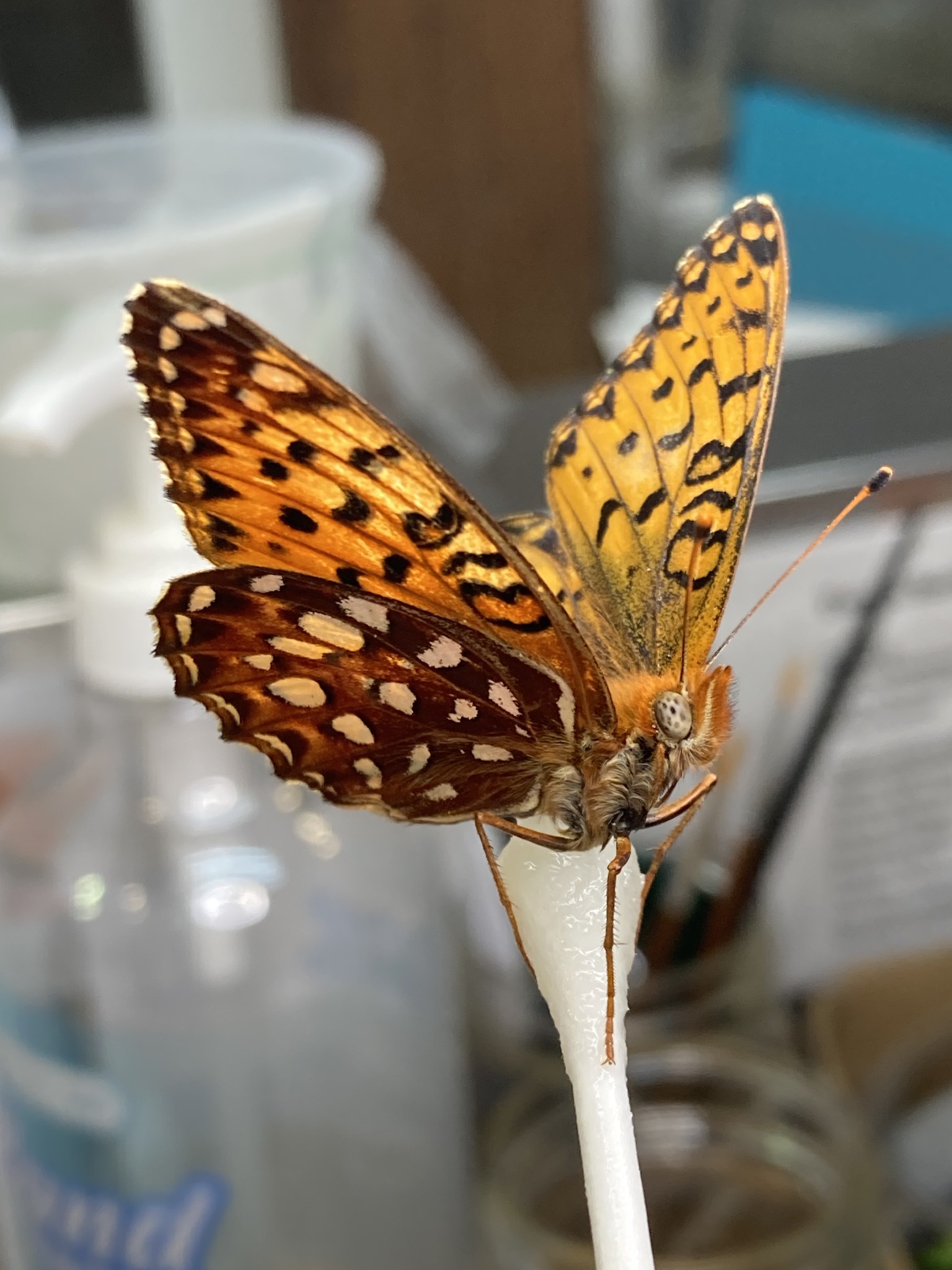 Exciting things going on in the butterfly lab. I released about 70 ...