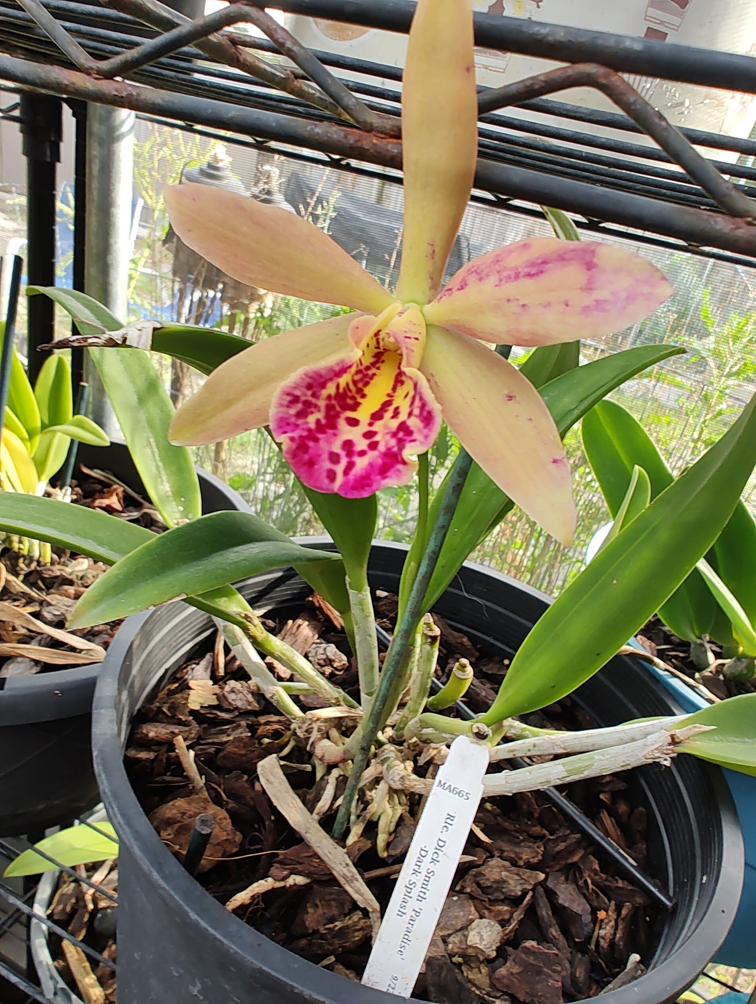 Identifying orchid variety Brassocattleya Rustic Spots
