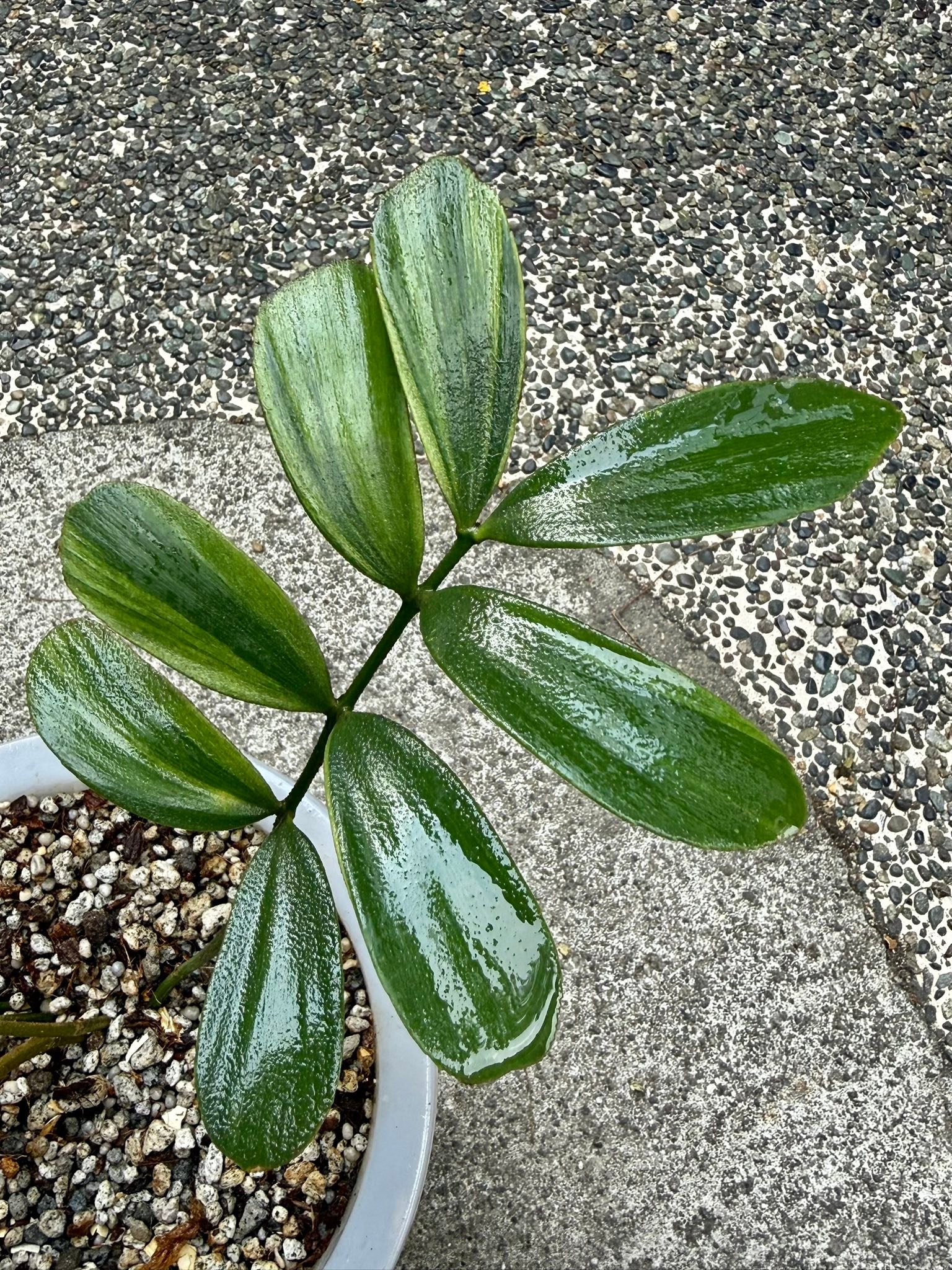 One of my Rarest Plant! Variegated 