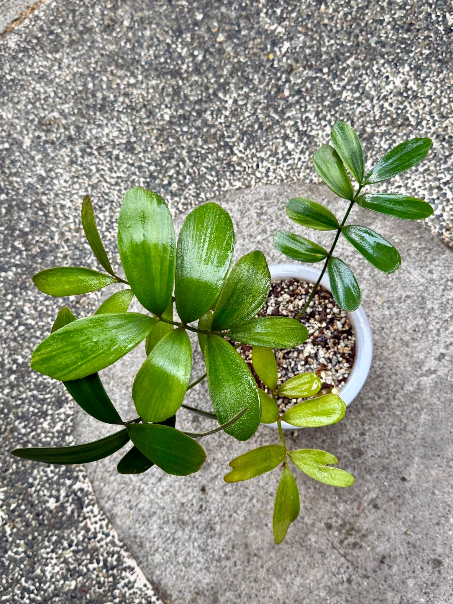 One of my Rarest Plant! Variegated 