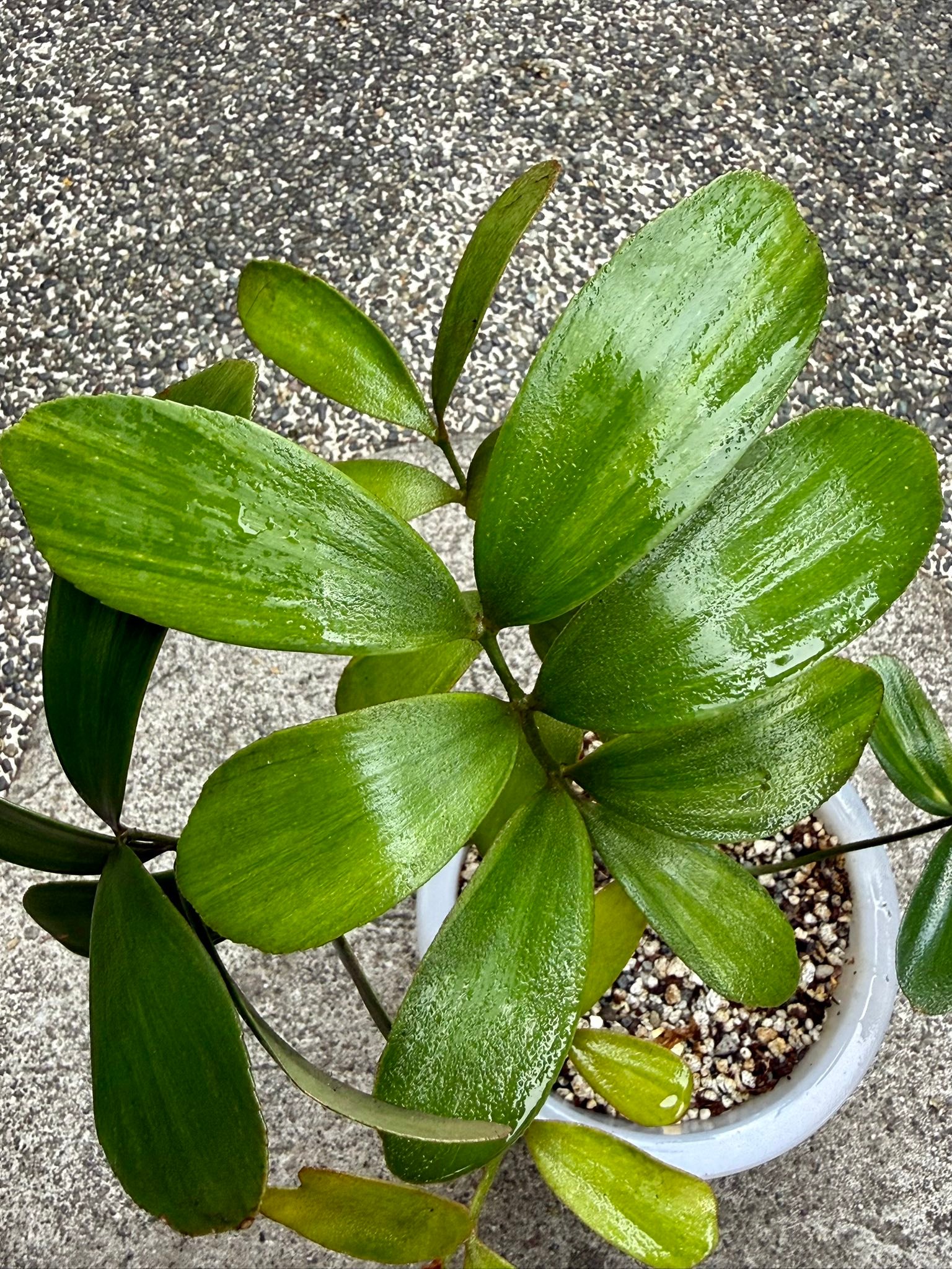 One of my Rarest Plant! Variegated 