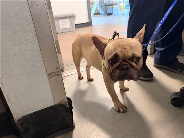 French Bulldog available for adoption at San Bernardino City