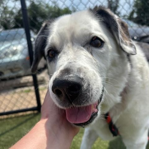 Philly animal rescue intake September 8