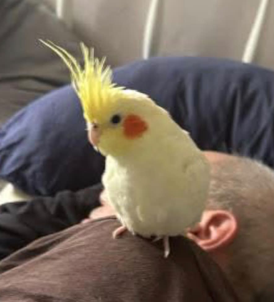 Lost yellow cockatiel named Kyle in San Diego, CA 92104