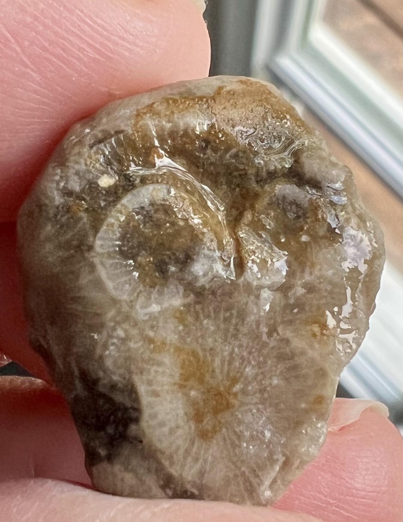 Hexagon coral fossil found at Sleepy Hollow State Park near