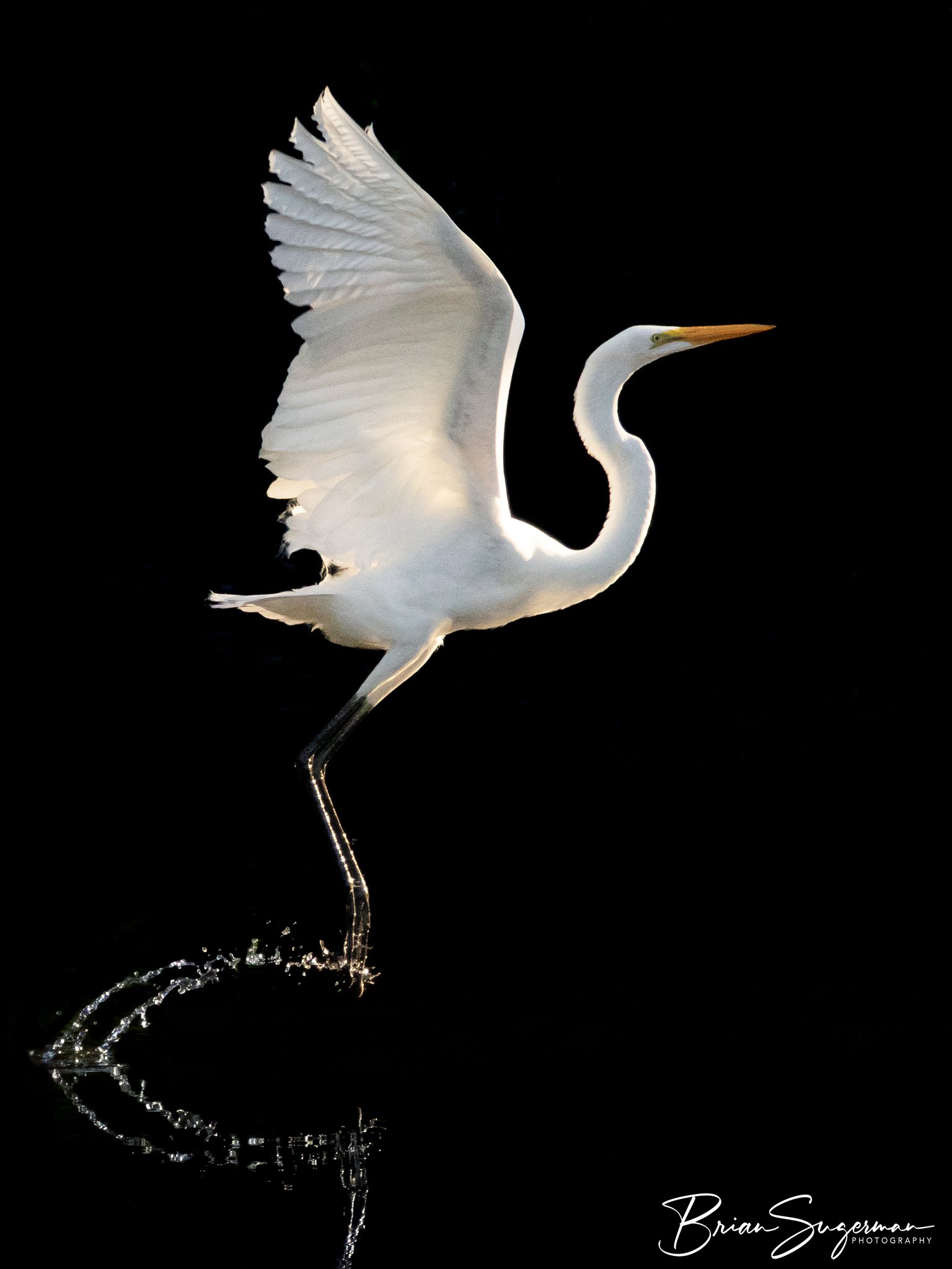 Great Egret in flight at Wakodahatchee, FL