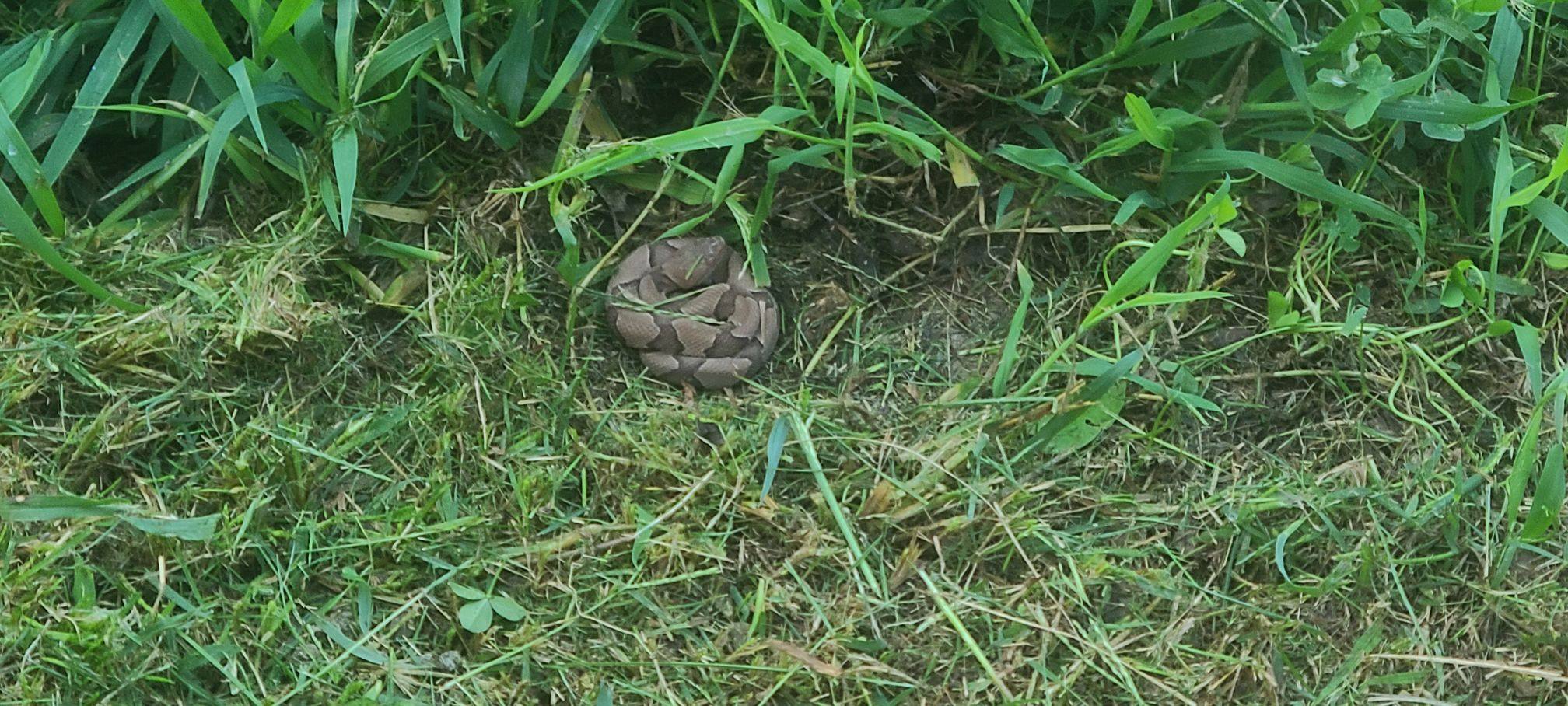 Brown snake found under dog fence in Mountain View, Missouri