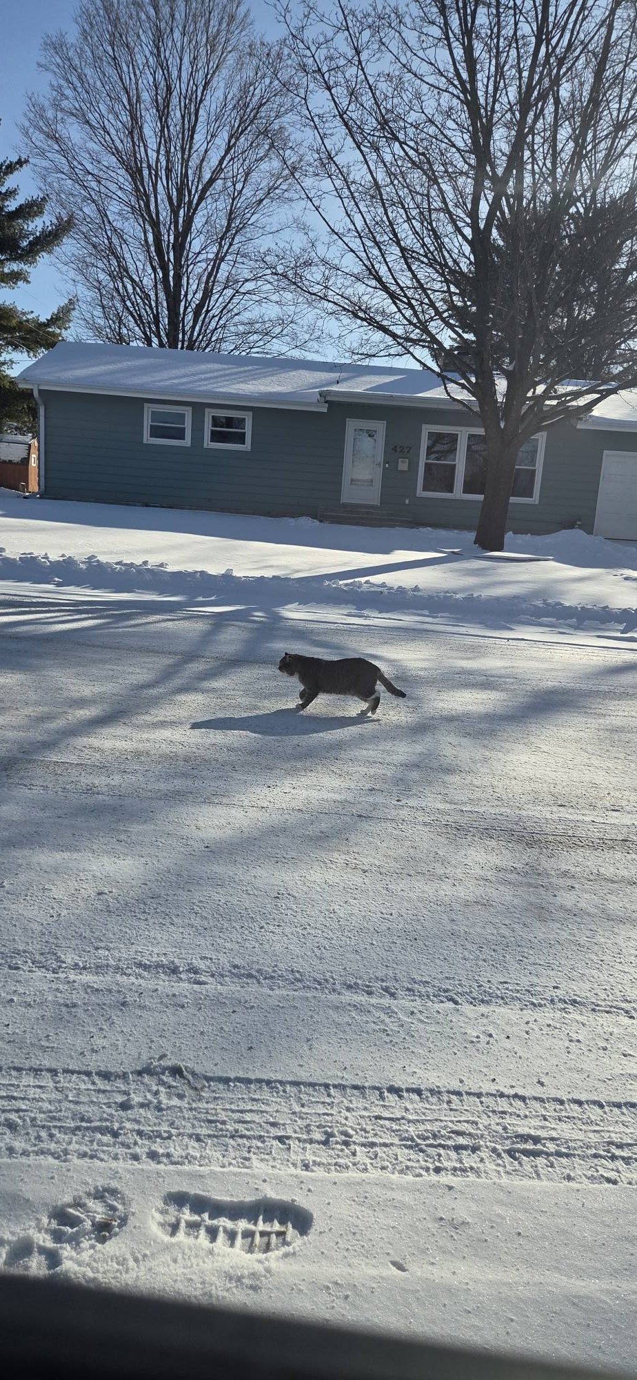 Is anyone missing a white brown and black tabby Spotted in Edgerton 
