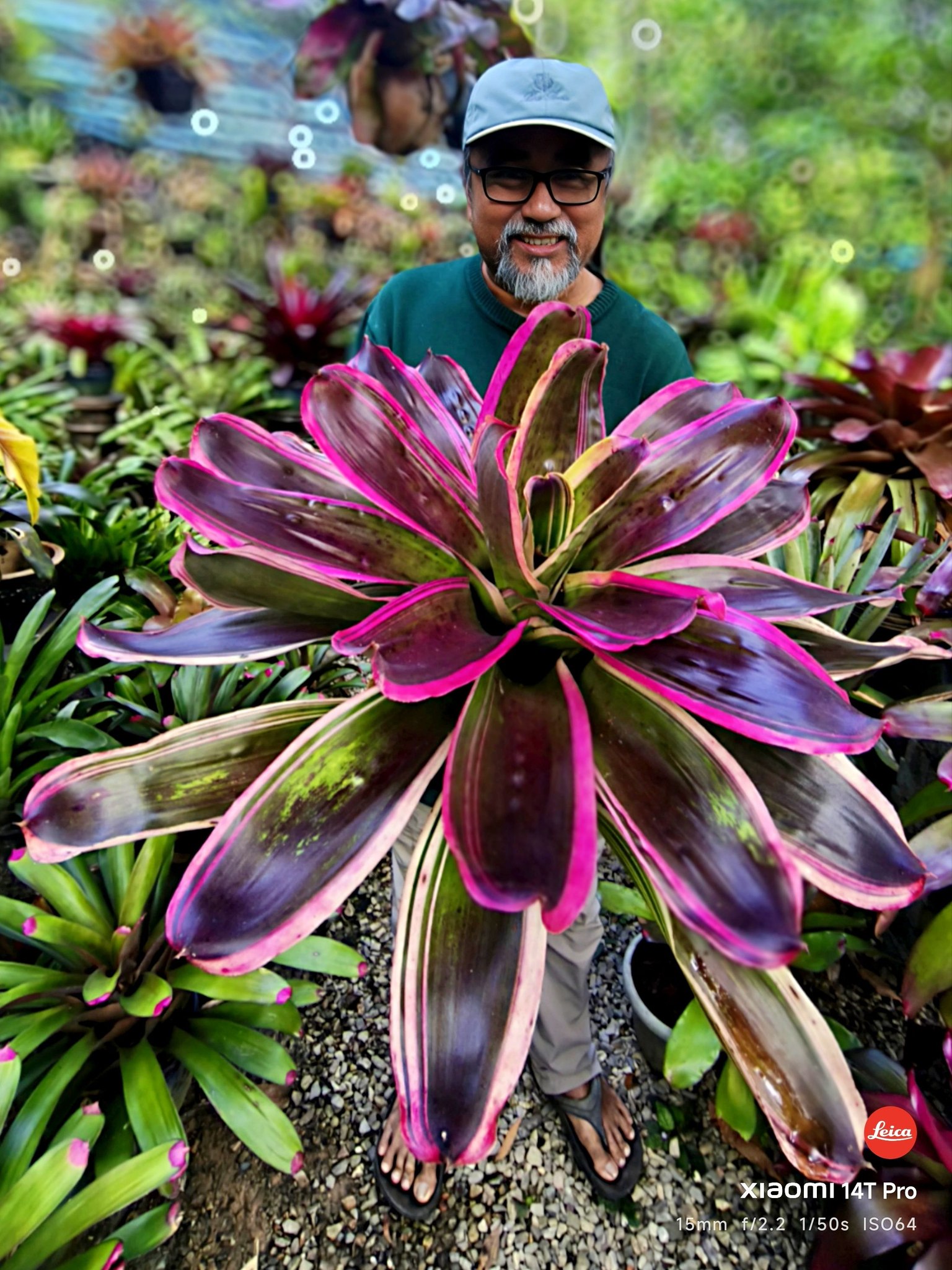 Neoregelia SNAKE CHARMER