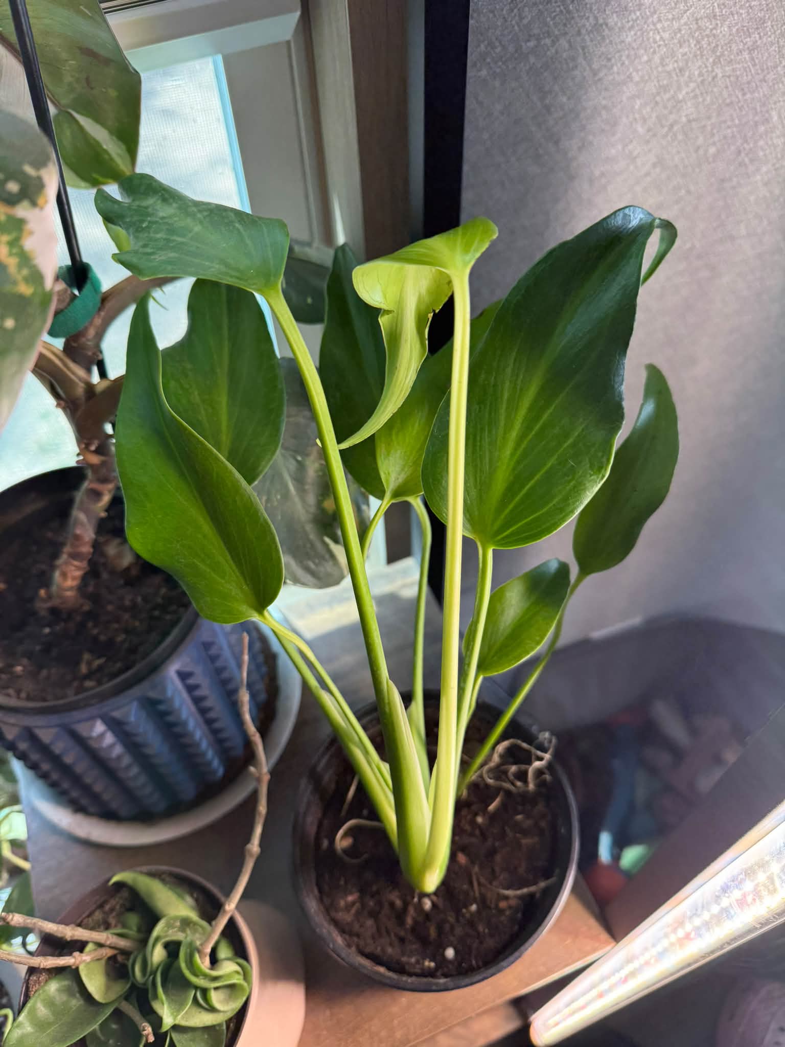 Looking for an ID on these 3. 🖤 🍃 TIA!