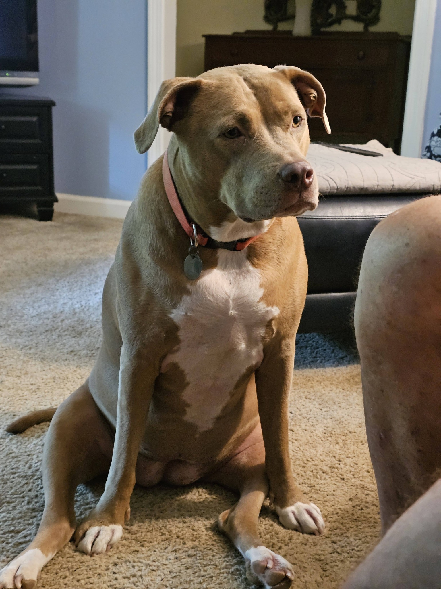 Defending my american pitbull terrier