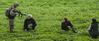 Jo Fallshaw - In 1977, Israel declared wild za'atar... | Facebook