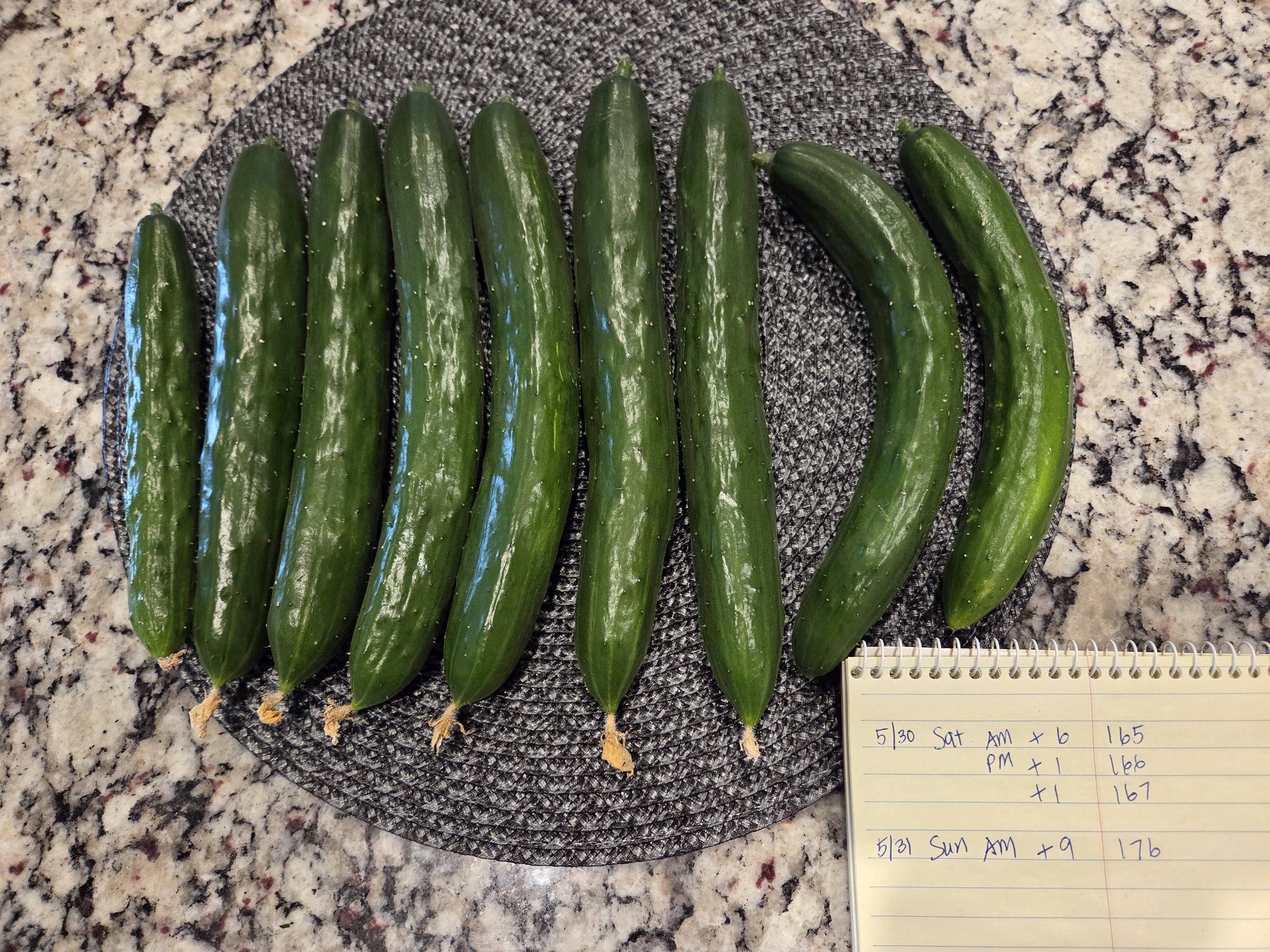 Tsuyataro Japanese cucumber seeds from Tikazawa Seed Co