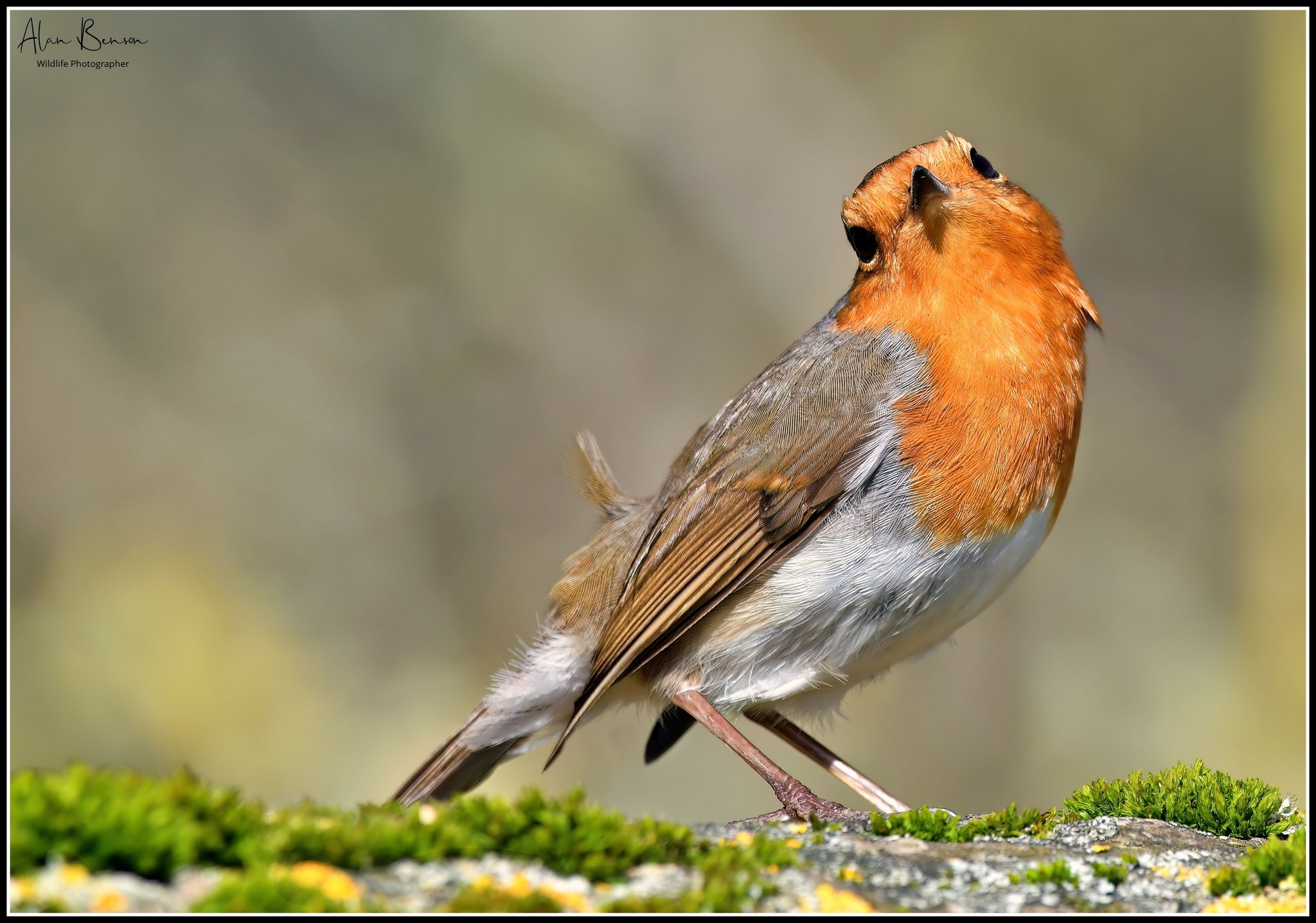 Alan - Just slip this beautiful Robin in between the Hare photos ...