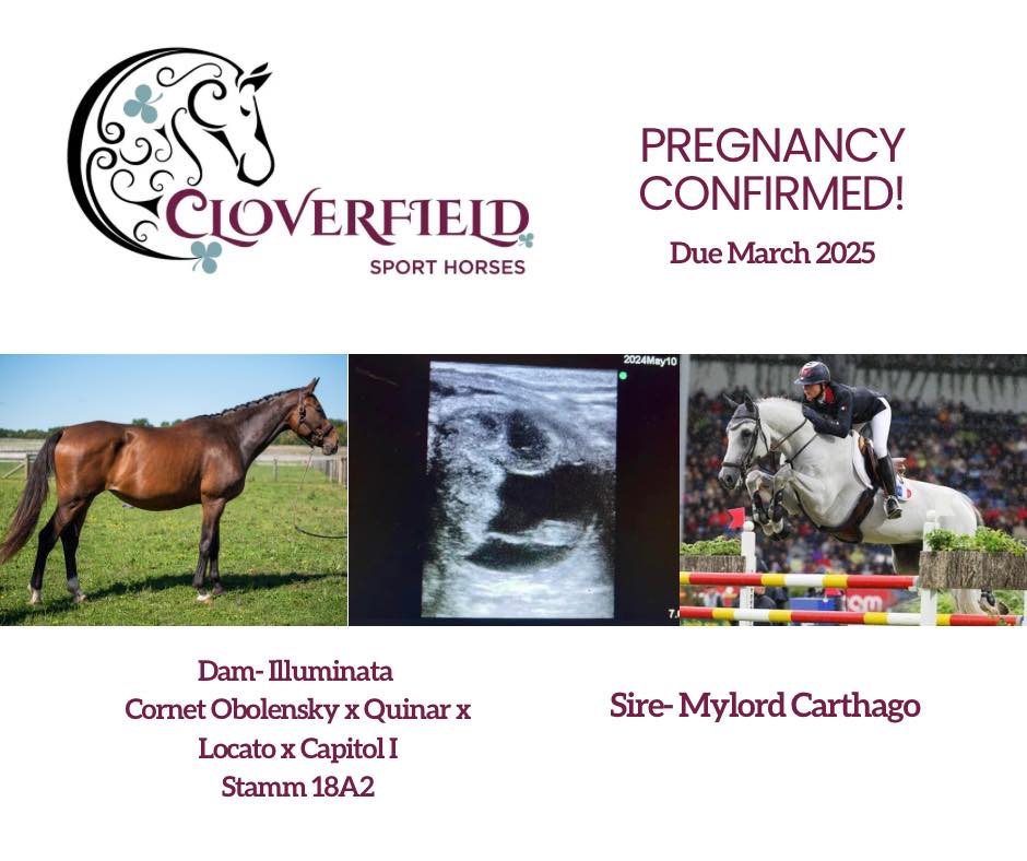 Cloverfield Sport Horses | Whitehouse NJ
