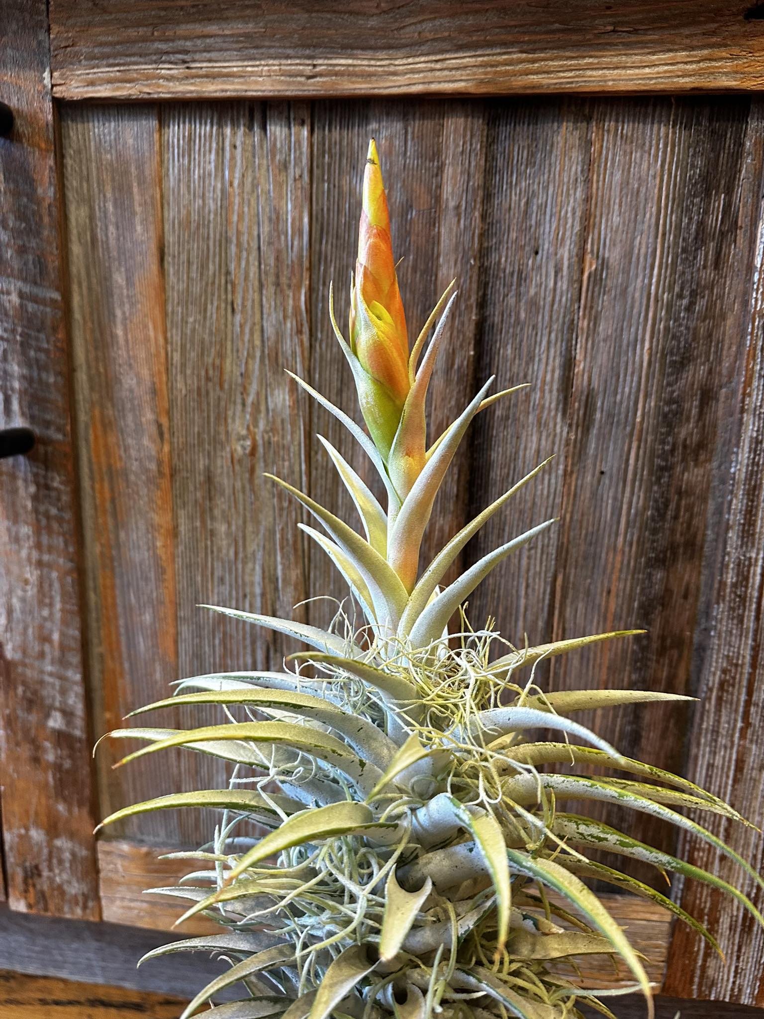 Tillandsia heubergeri Bahia, Brasil