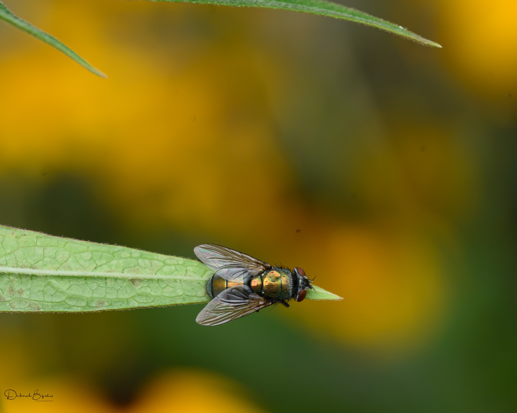 Do northern crab spiders or jumping spiders attach prey with