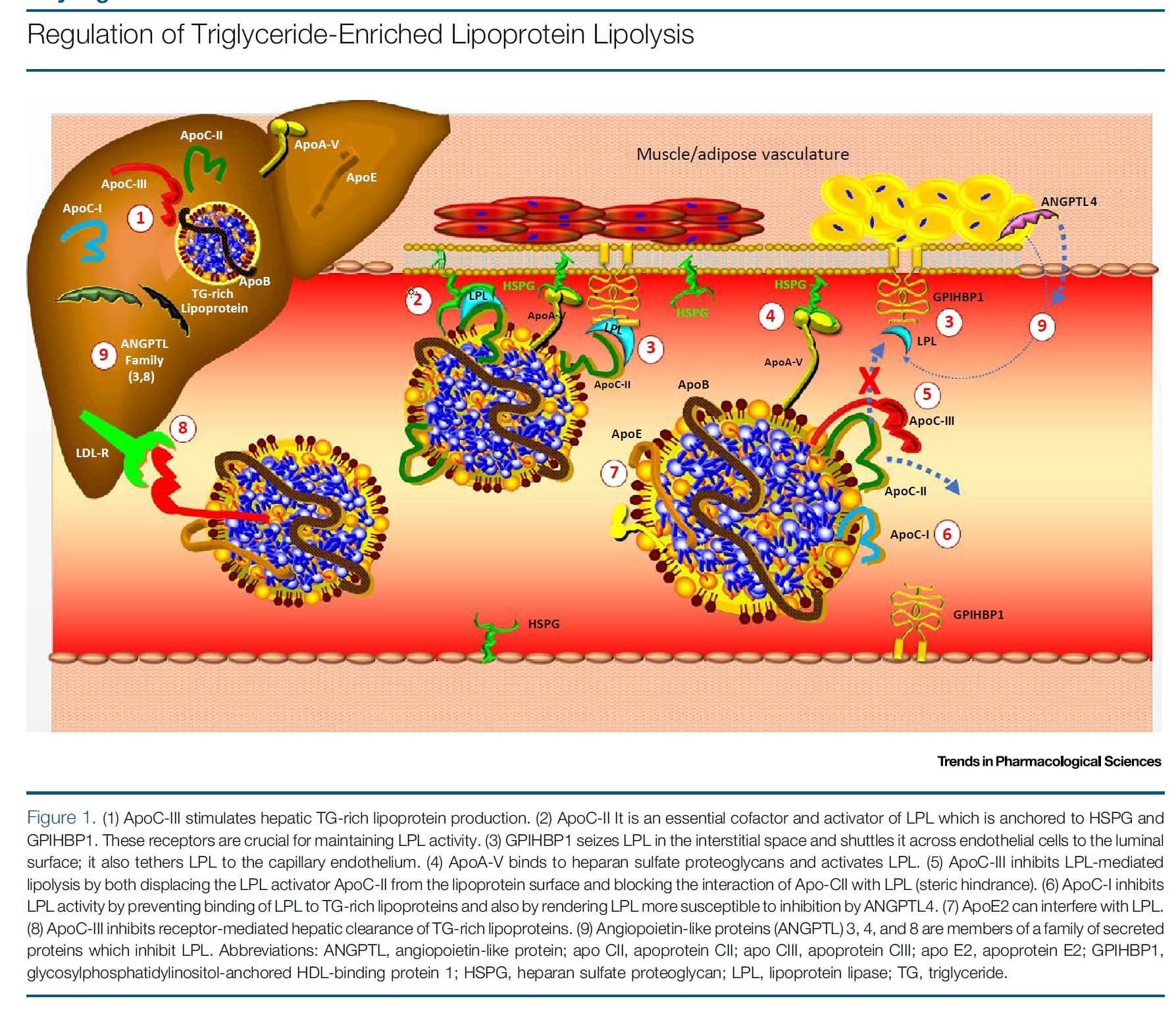 Metabolic fate of very low density lipoproteins (VLDL) and production of low-density lipoproteins (LDL). (A, apolipoprotein A; B-100, apolipoprotein B-100; C, apolipoprotein C; C, cholesterol and cholesteryl ester; E, apolipoprotein E; HDL