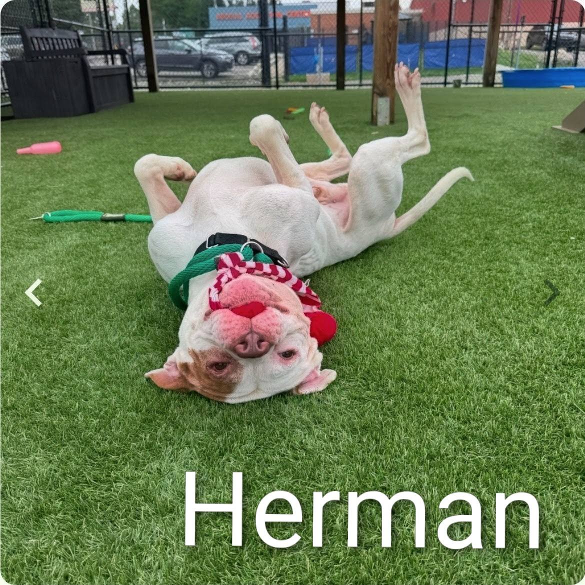 Philly dogs at risk of euthanasia need fosters or adopters