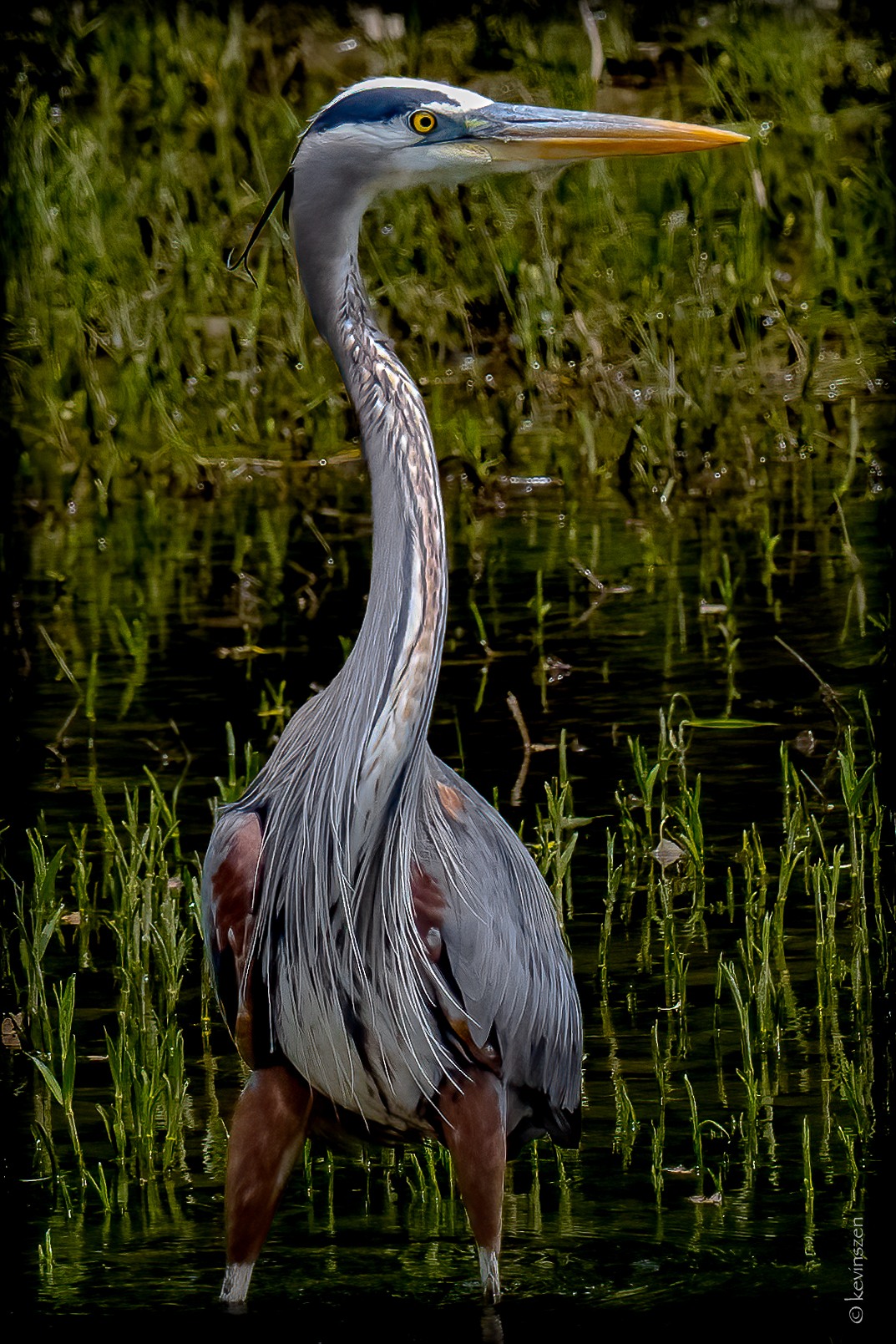 What is the dress code for the Blue Heron?